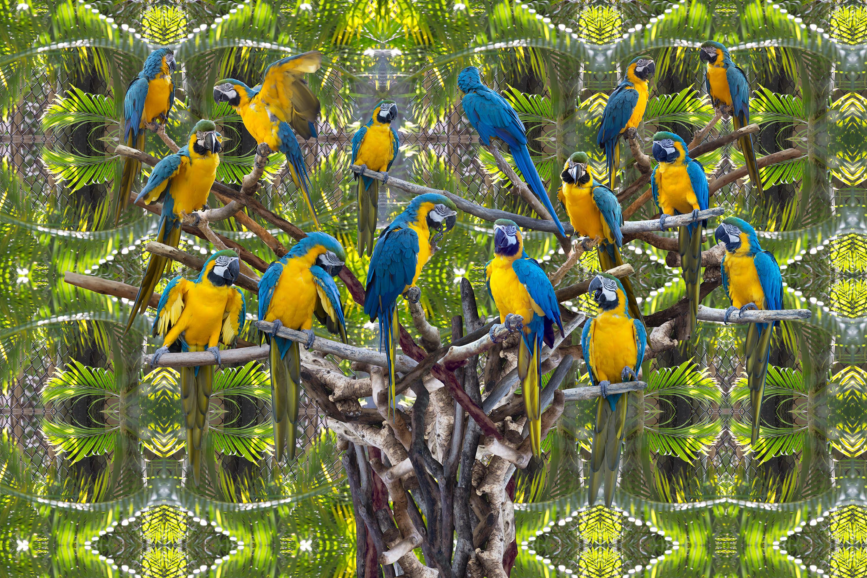 Katherine Marie McKee (KASHA) Figurative Photograph - Parrot Tree Conceptual Photography