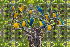 Parrot Tree Conceptual Photography