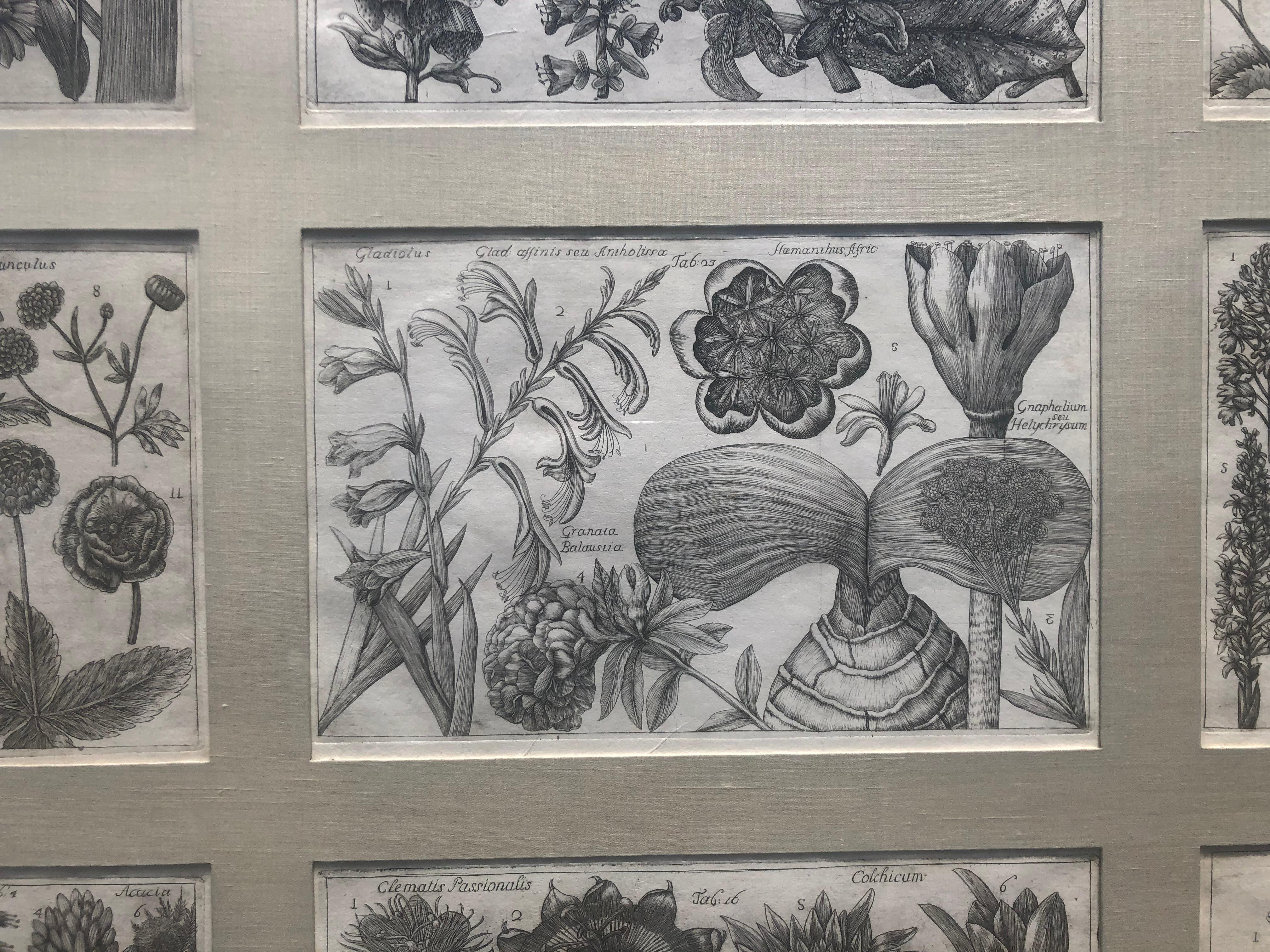  Botanical Engravings From La Natura, e Cultura dei Fiori  - Print by Filippo Arena 