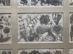 Botanical Engravings From La Natura, e Cultura dei Fiori