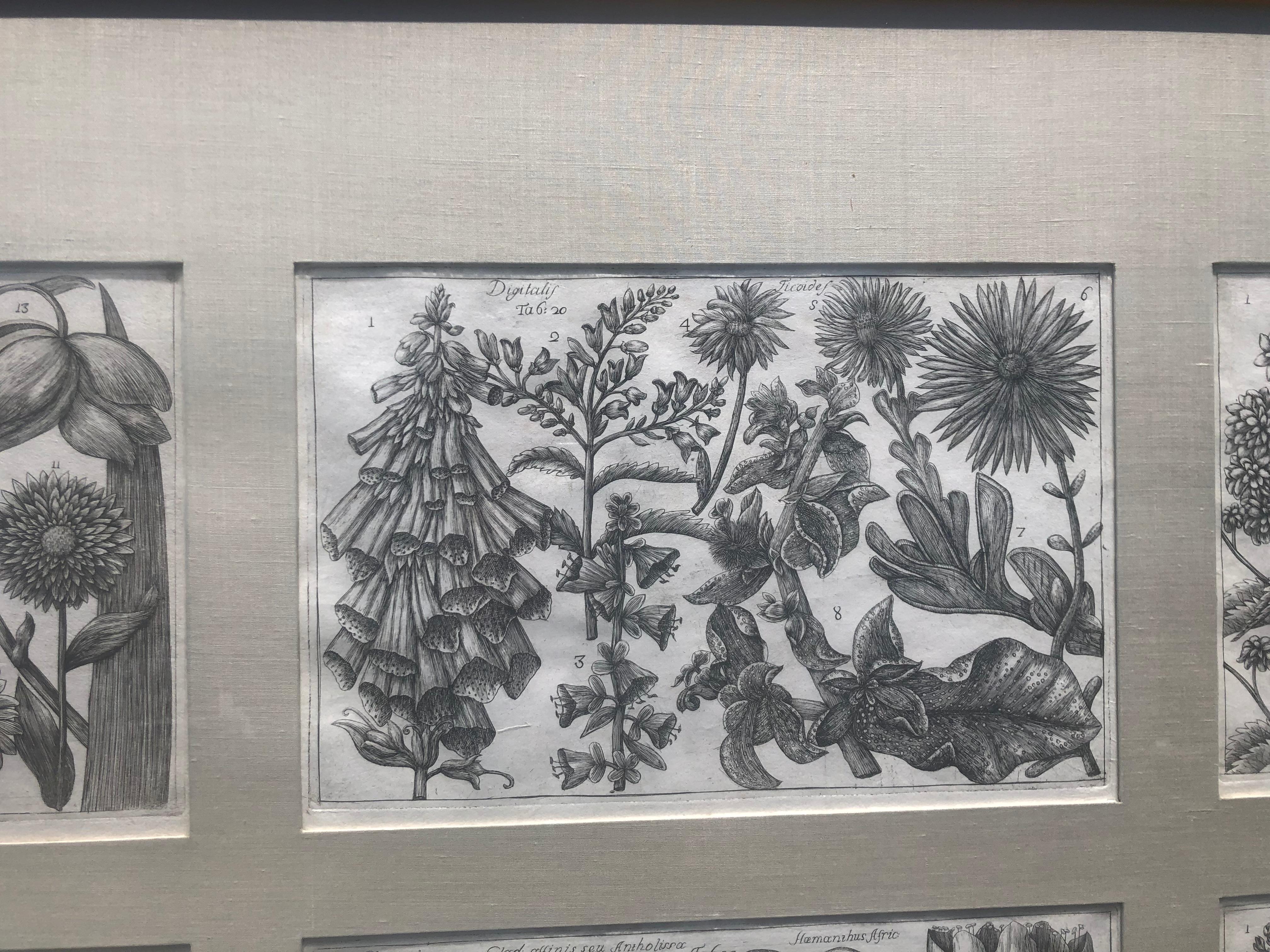 Botanical Engravings From La Natura, e Cultura dei Fiori  - Realist Print by Filippo Arena 