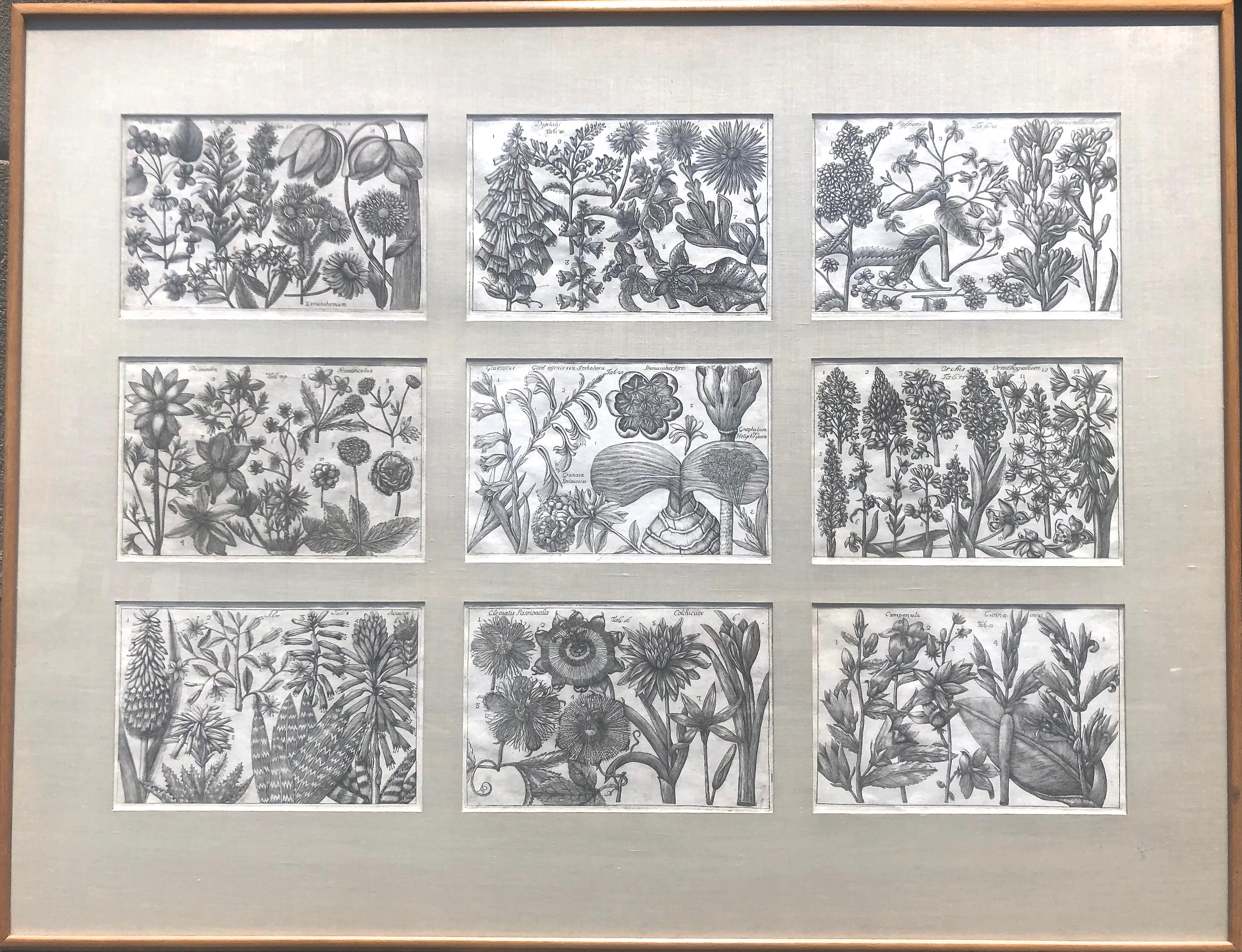 Filippo Arena  Still-Life Print – Botanische Stiche aus La Natura:: e Cultura dei Fiori