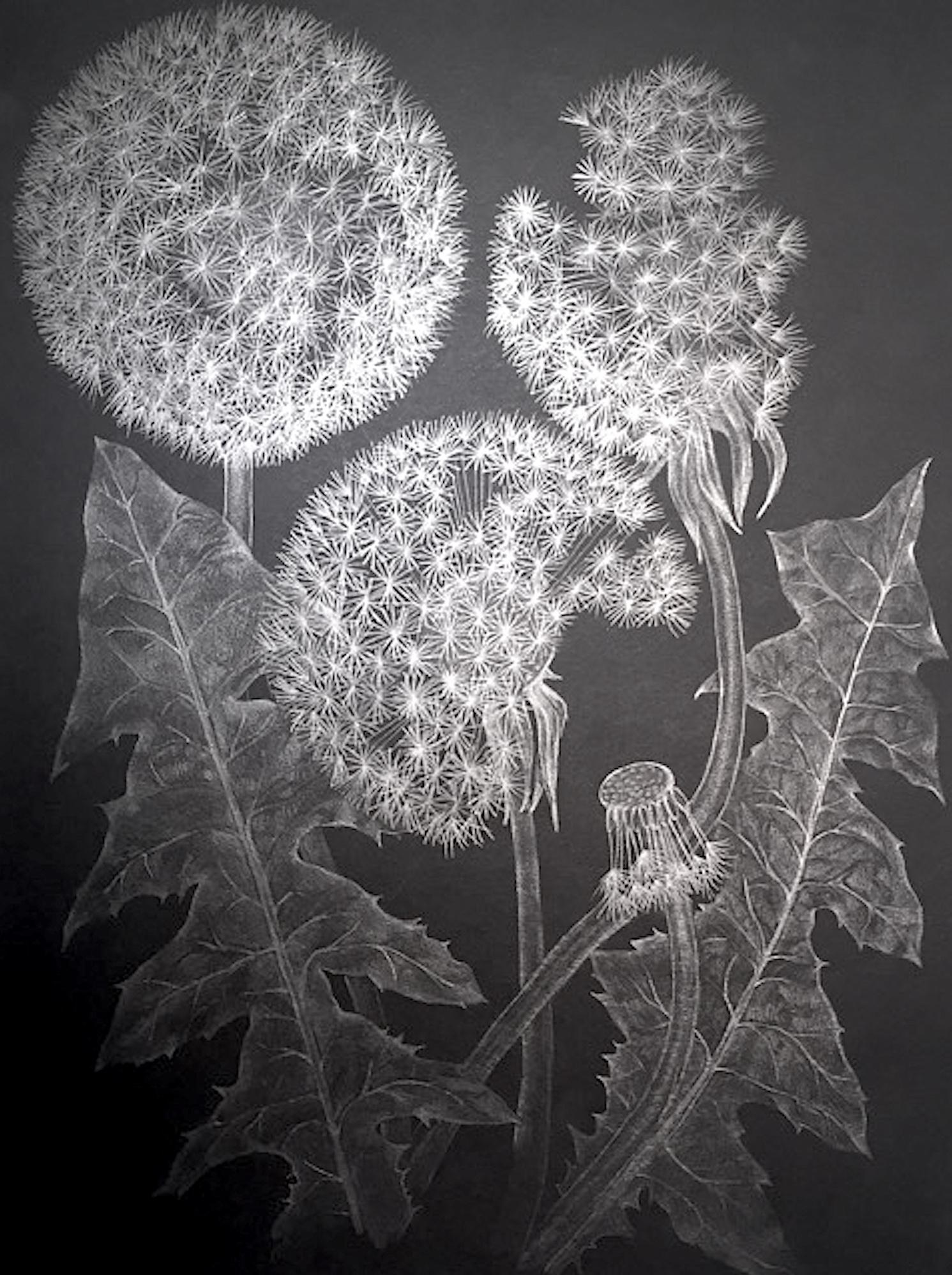 Margot Glass Landscape Art - Three Dandelions with Bud, Small Framed Silver Botanical Drawing on Black Paper