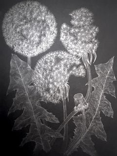 Three Dandelions with Bud, Small Framed Silver Botanical Drawing on Black Paper