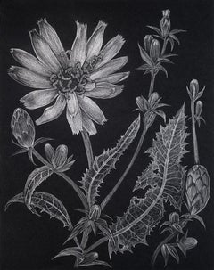Chicory One, Botanical Drawing on Black, Metallic Silver Flowers, Leaves, Buds
