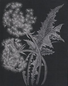 Two Dandelions, Silver Graphite Botanical Drawing on Black Panel
