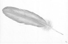 Small Grey Feather, Silverpoint Drawing of Bird's Feather, Soft Gray on White