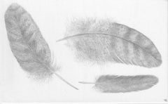 Three Feathers, Silverpoint Drawing, Bird's Feathers, Soft Gray on White