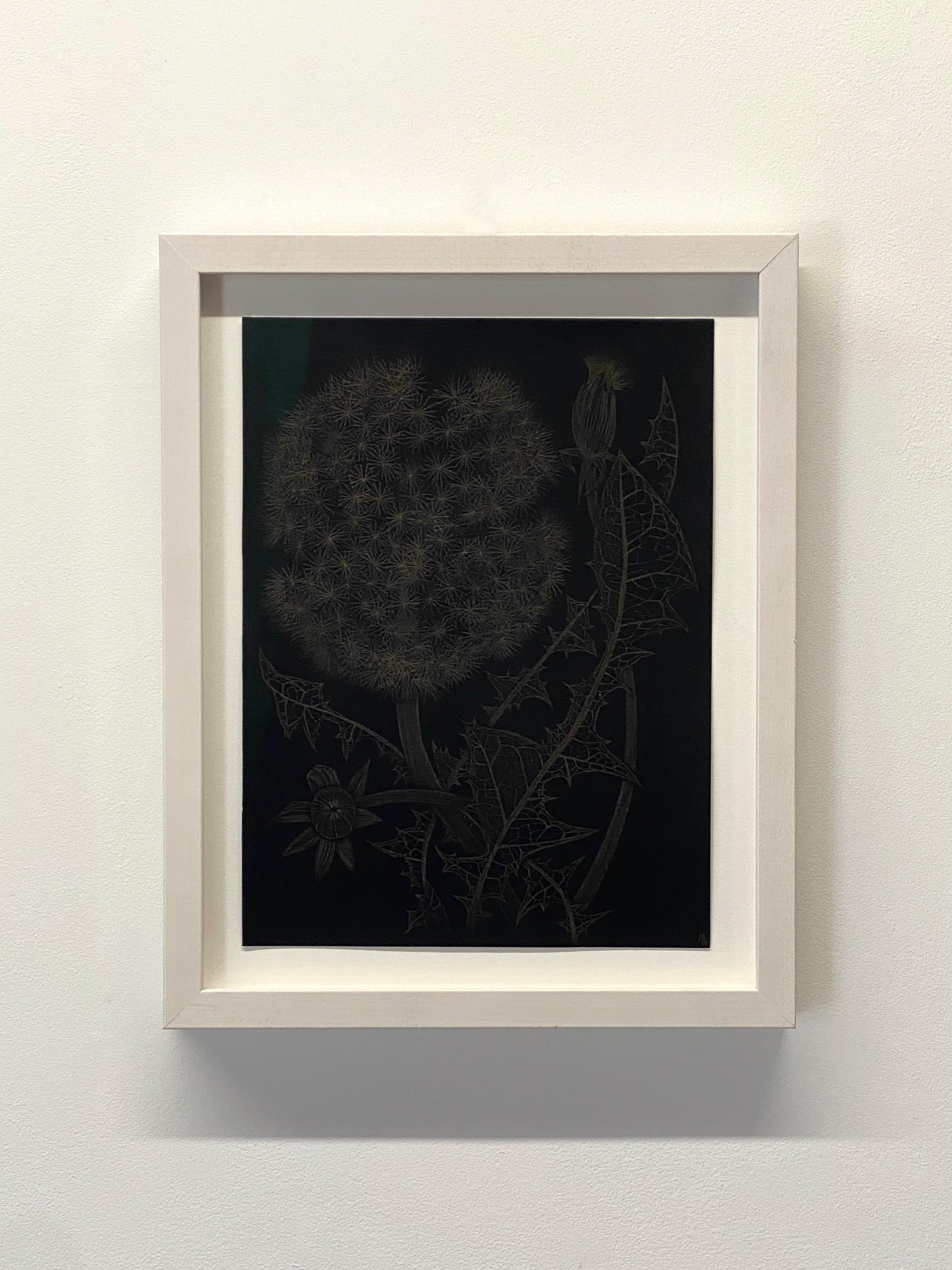 Dandelion avec deux bourgeons, dessin botanique sur papier noir réalisé en or 14 carats 11