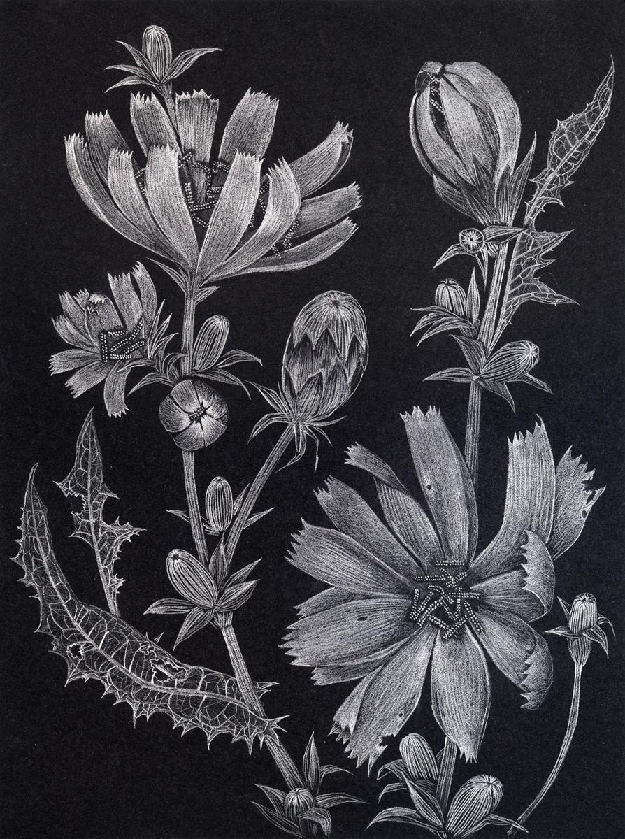 Chicory Two, Botanical Drawing on Black, Metallic Silver Flowers, Leaves, Buds - Art by Margot Glass