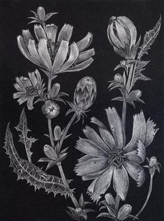 Chicory Two, Botanical Drawing on Black, Metallic Silver Flowers, Leaves, Buds