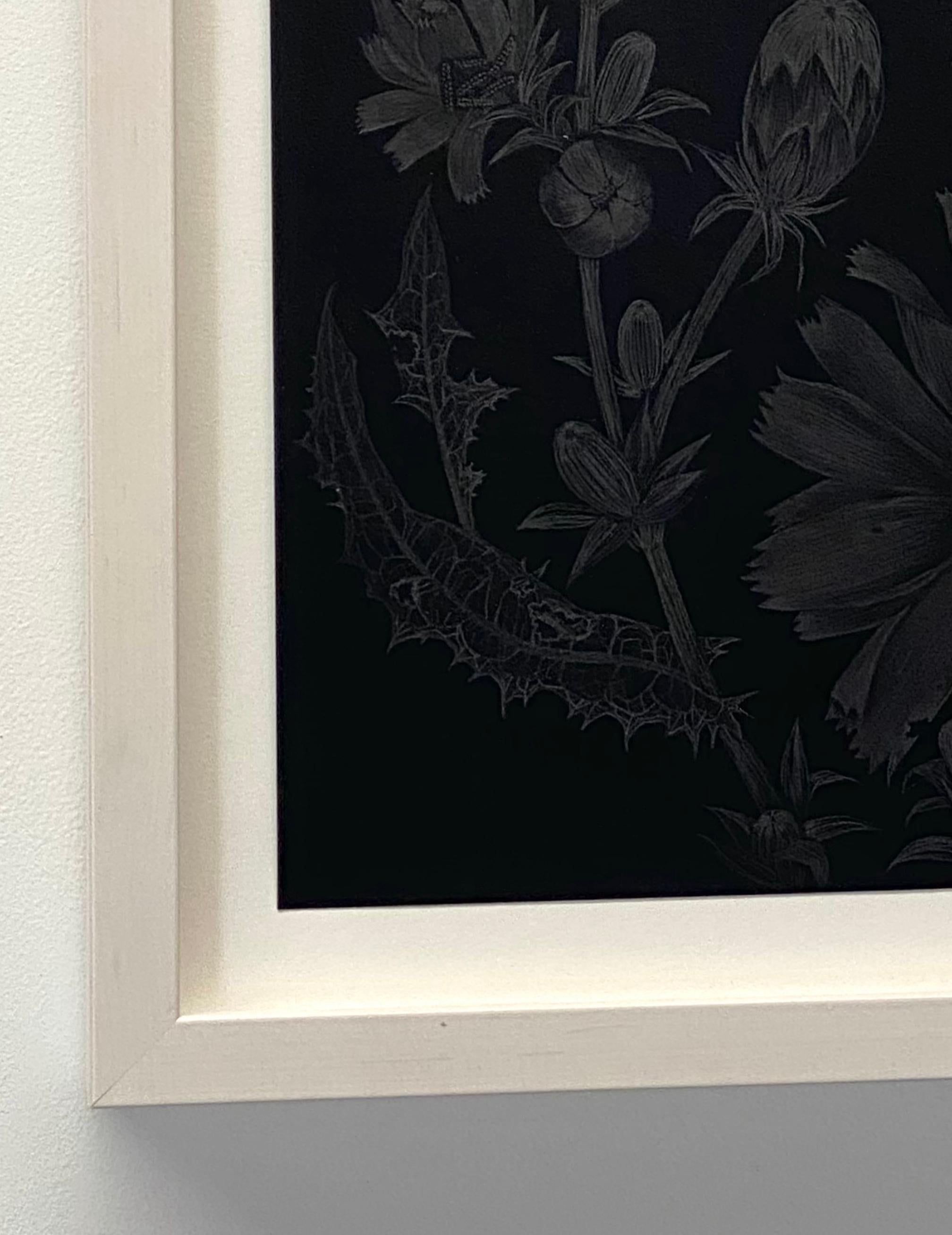 Chicory Two, Botanical Drawing on Black, Metallic Silver Flowers, Leaves, Buds - Contemporary Art by Margot Glass