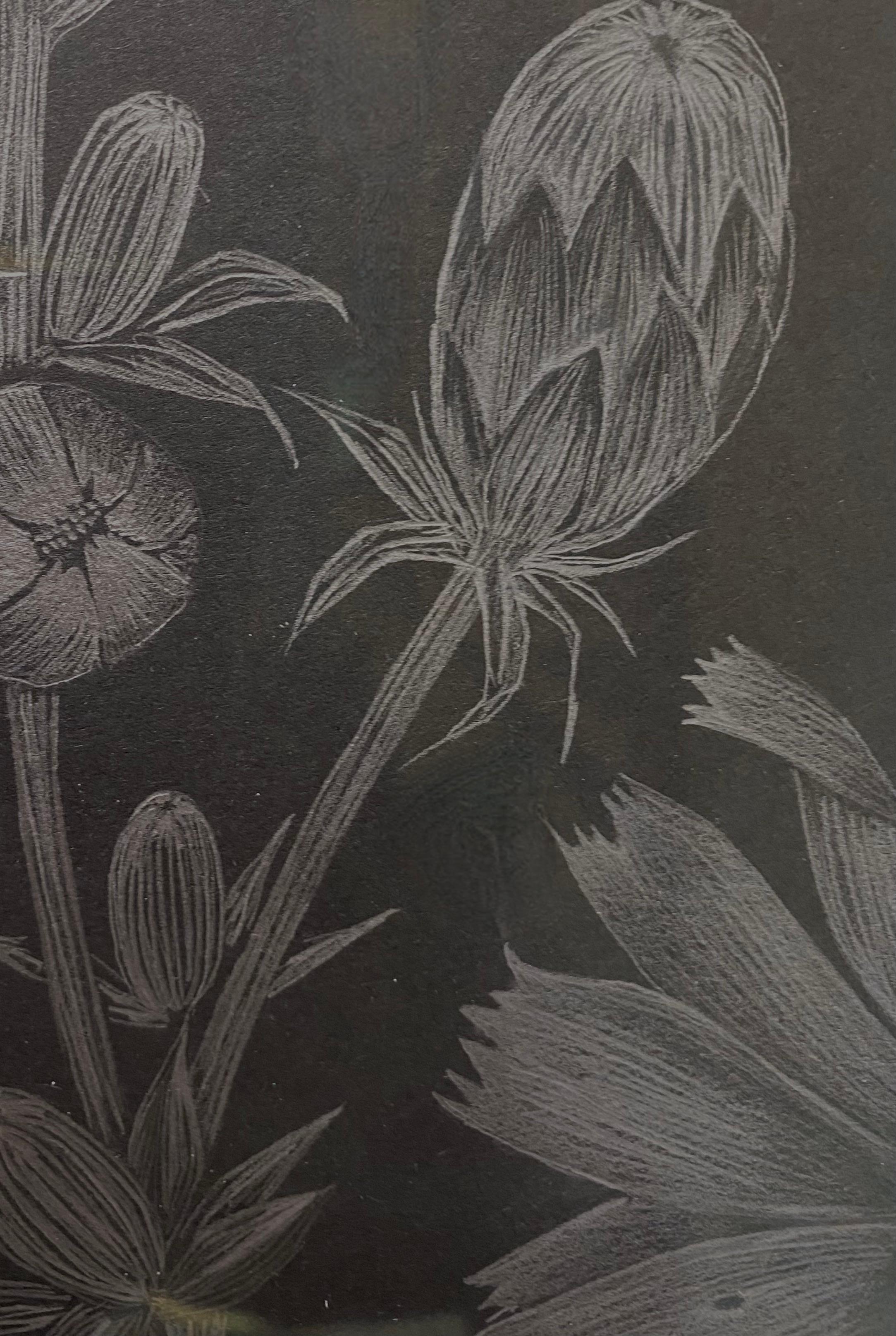 This delicate silver botanical drawing is made with graphite on painted black paper. The exploration of ephemerality through the perennial chicory plant, and the plant's texture and movement, are the focus of this series by Margot Glass. The