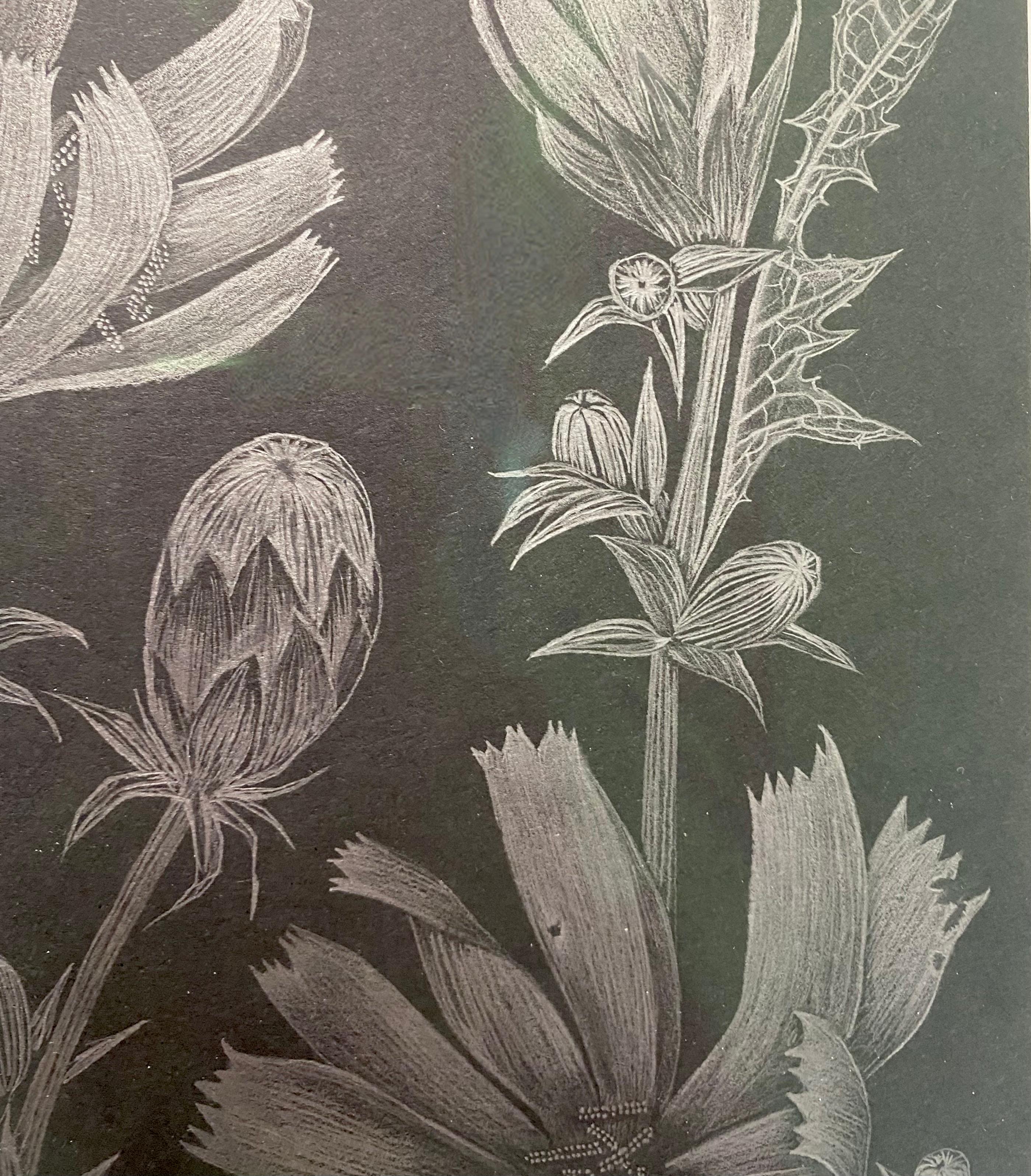 Chicory Two, Botanical Drawing on Black, Metallic Silver Flowers, Leaves, Buds 2