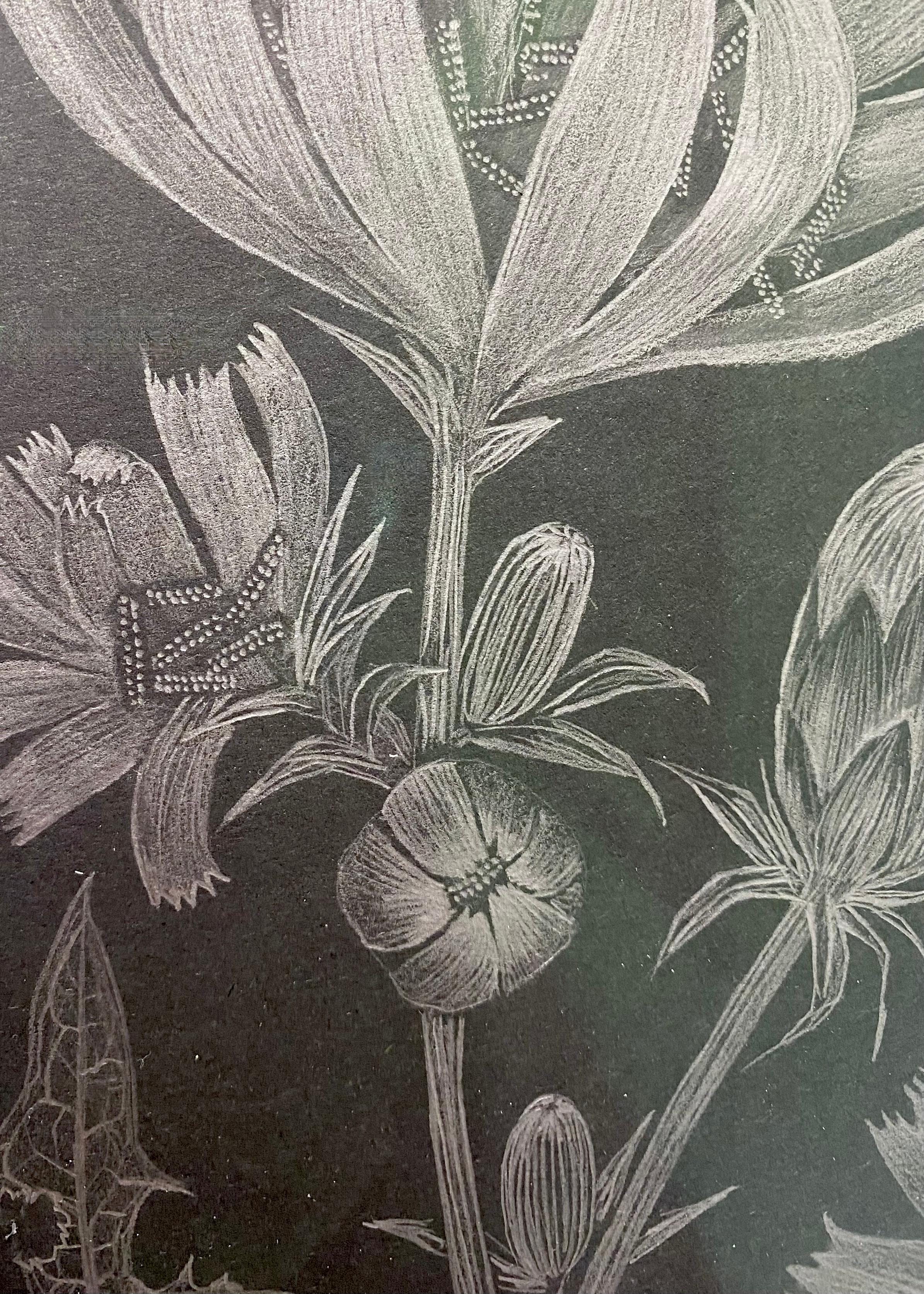 Chicory Two, Botanical Drawing on Black, Metallic Silver Flowers, Leaves, Buds 3