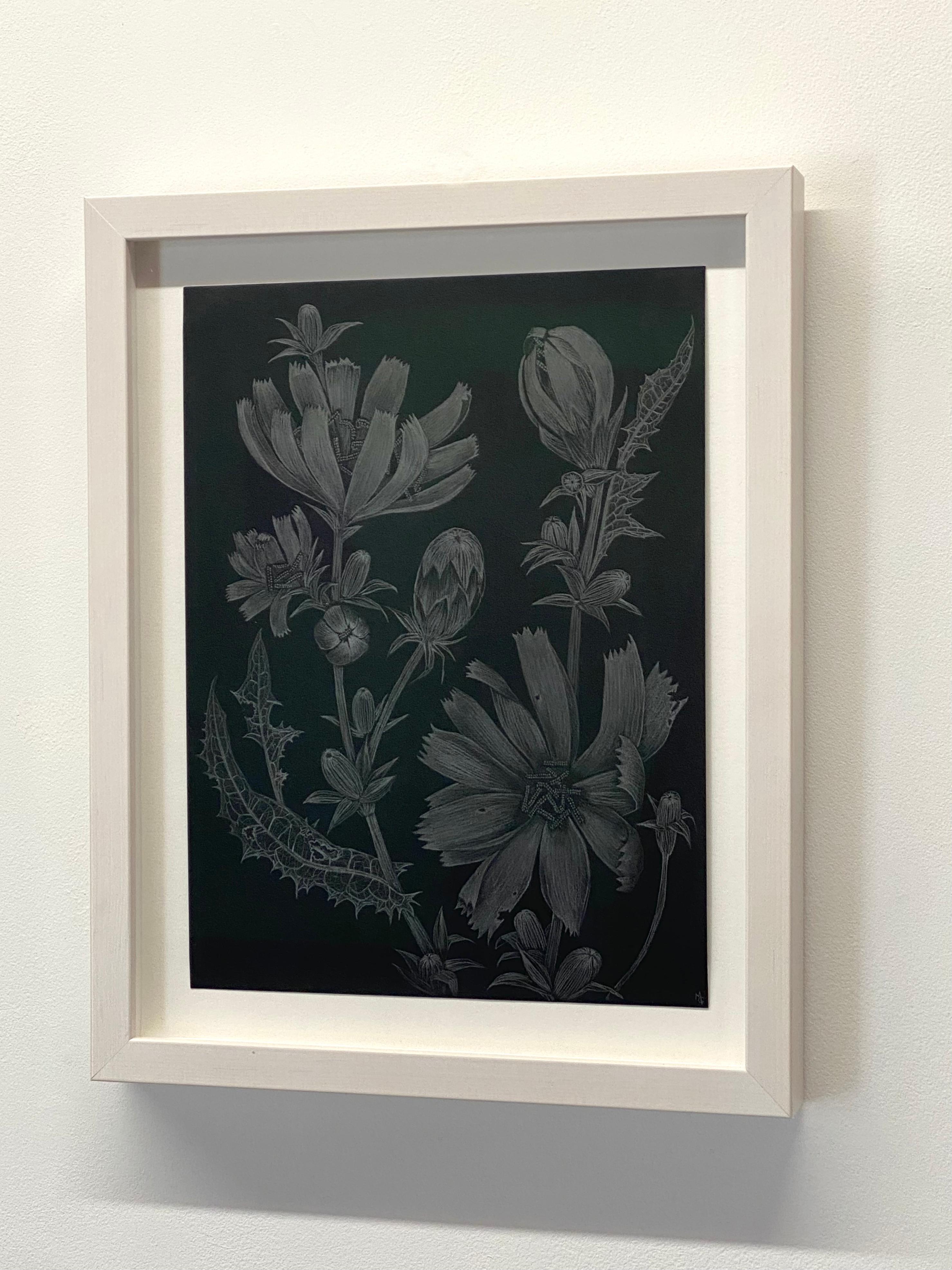Chicory Two, Botanical Drawing on Black, Metallic Silver Flowers, Leaves, Buds 5