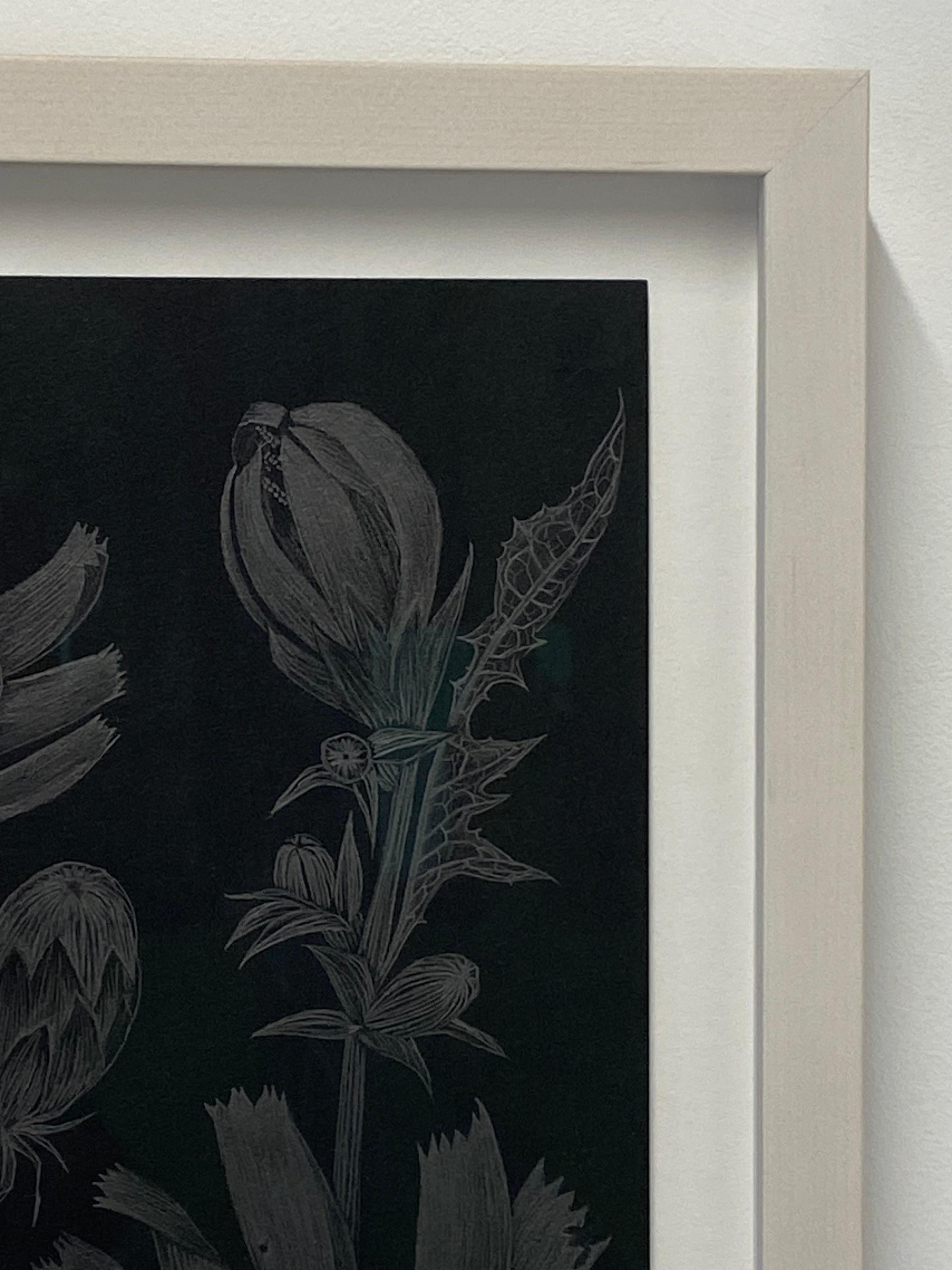 Chicory Two, Botanical Drawing on Black, Metallic Silver Flowers, Leaves, Buds 8