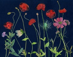Cyanotype Painting Poppies, Red, Pink Flowers, Green Stems, Botanical on Blue