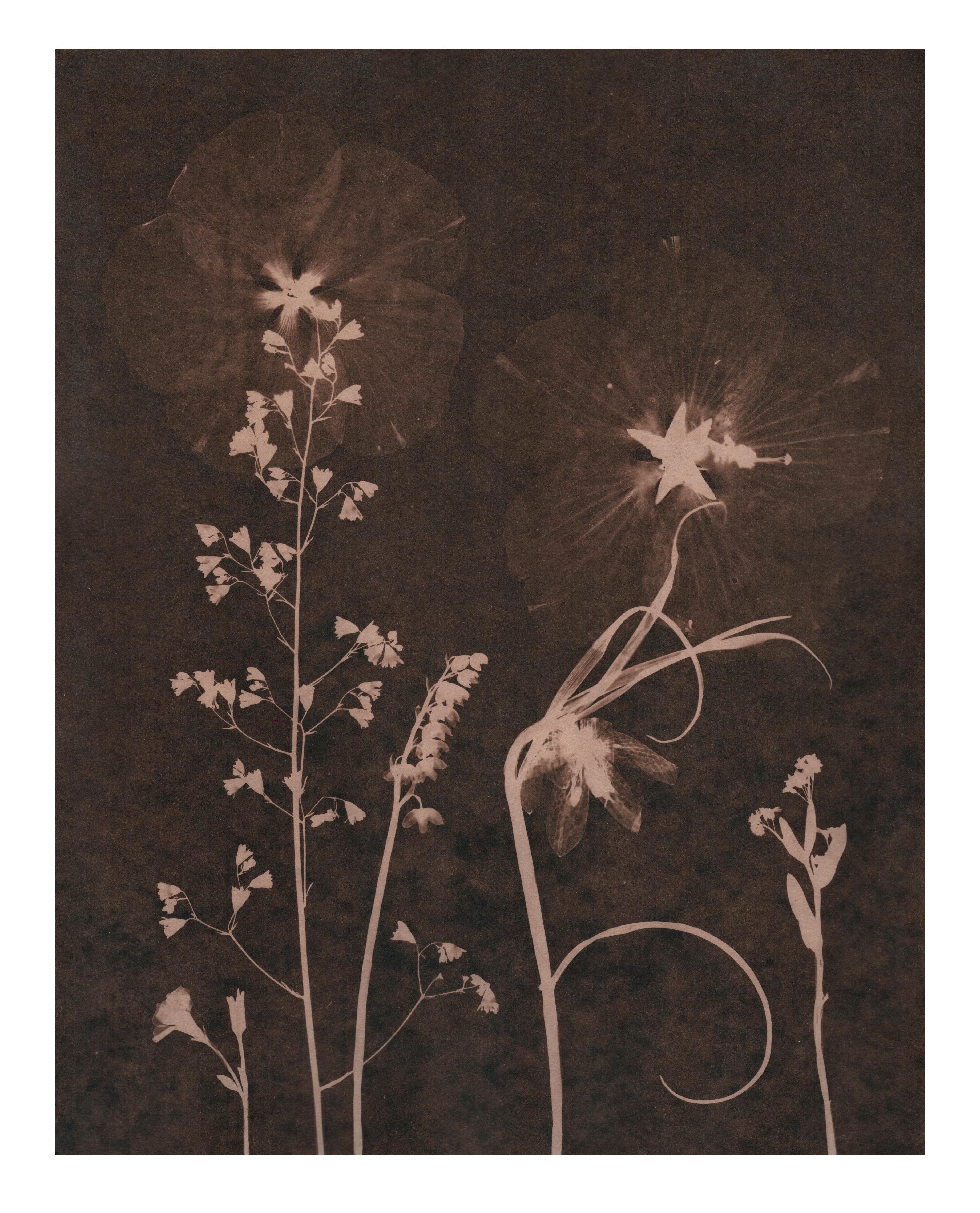 Cyanotype Painting, Tea Toned Orchids, Rose of Sharon, Sienna Botanical - Art by Julia Whitney Barnes