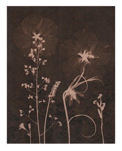 Cyanotype Painting, Tea Toned Orchids, Rose of Sharon, Sienna Botanical
