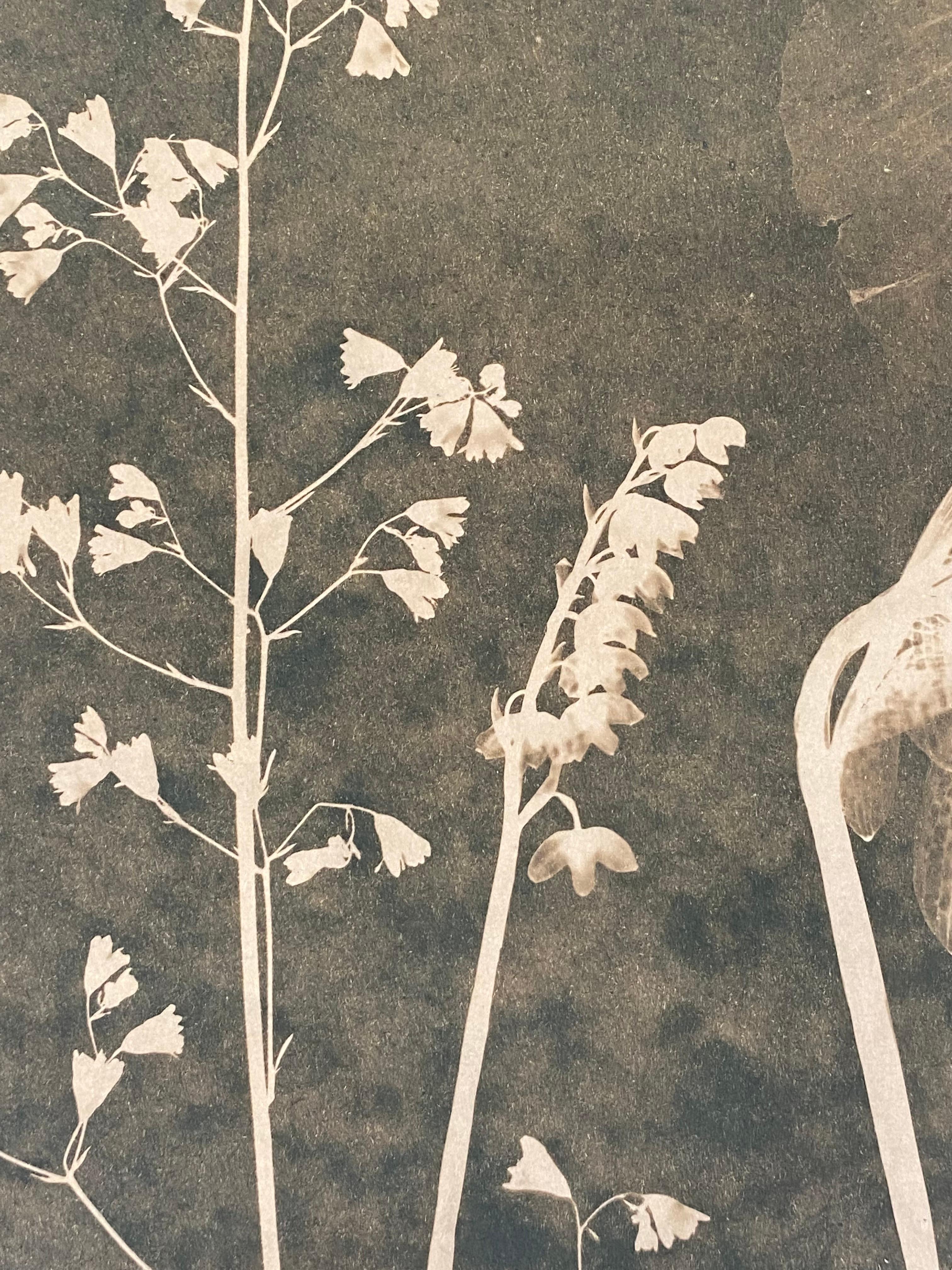 Cyanotype Painting, Tea Toned Orchids, Rose of Sharon, Sienna Botanical - Contemporary Art by Julia Whitney Barnes