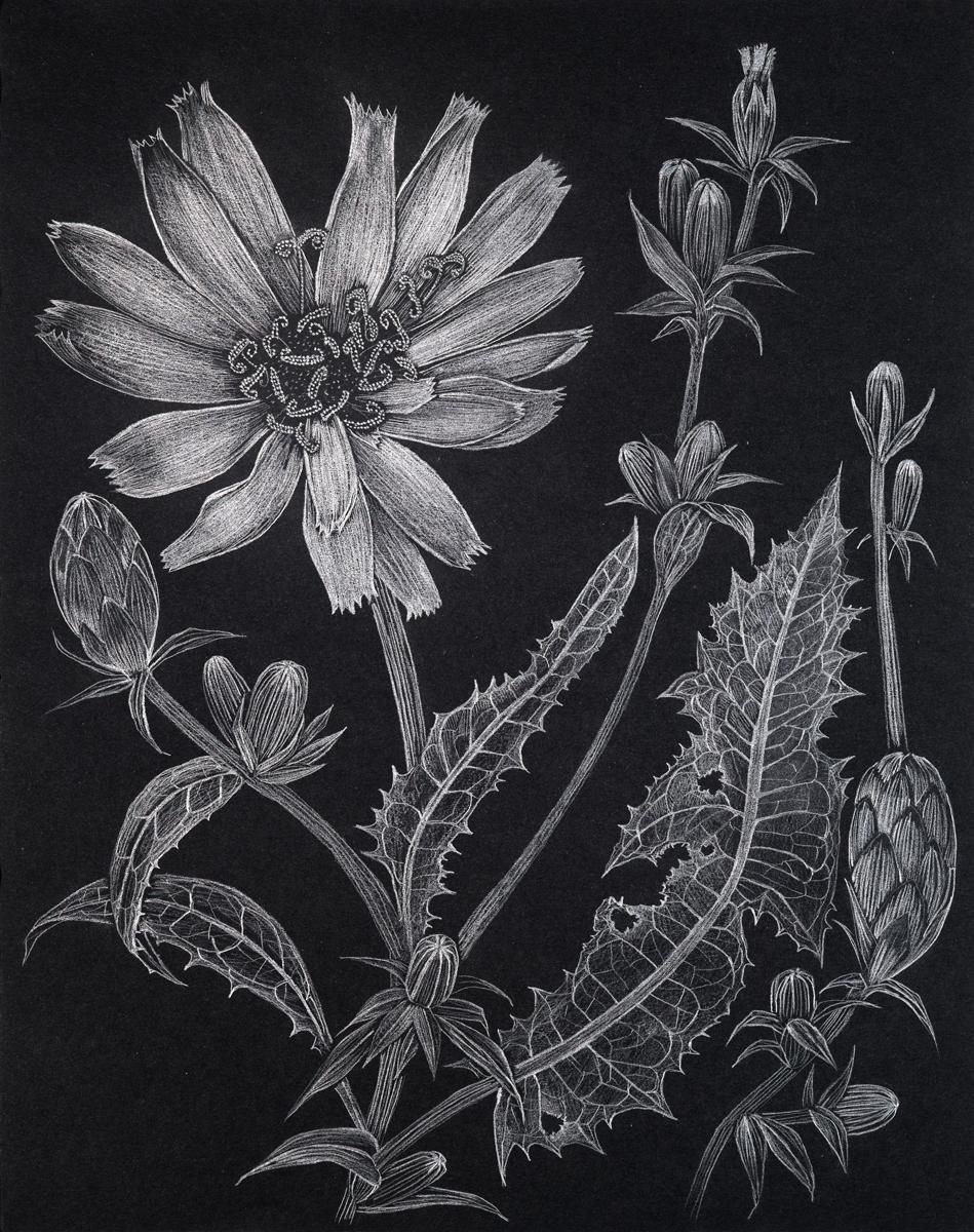 Chicory One, Metallic Silver Flowers, Leaves, Buds, Botanical Drawing, Black - Art by Margot Glass