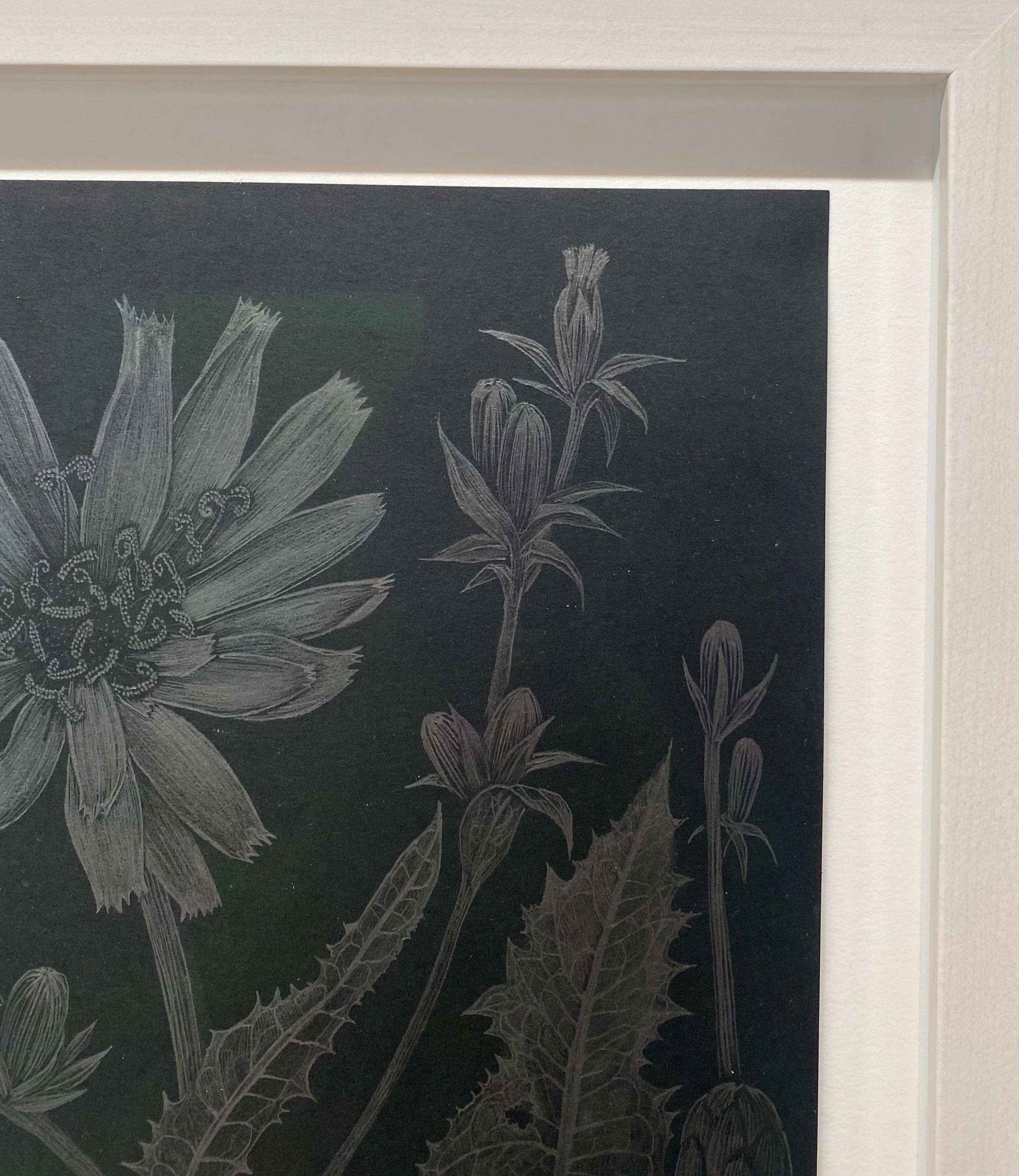 Chicory One, Metallic Silver Flowers, Leaves, Buds, Botanical Drawing, Black - Contemporary Art by Margot Glass