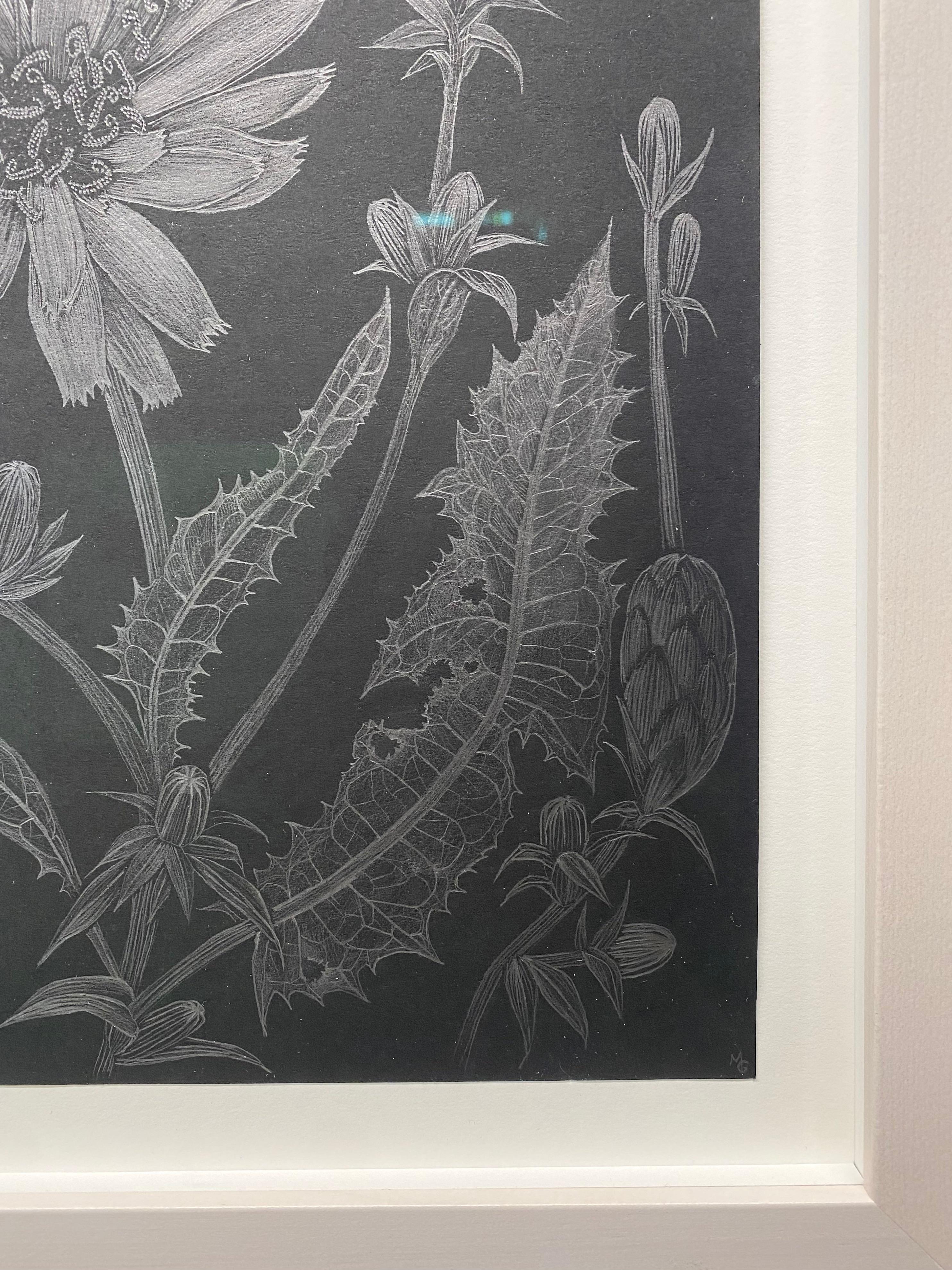This delicate silver botanical drawing is made with graphite on painted black paper. The exploration of ephemerality, and the fragility of the perennial chicory plant, and the plant's texture and movement, are the focus of this series by Margot