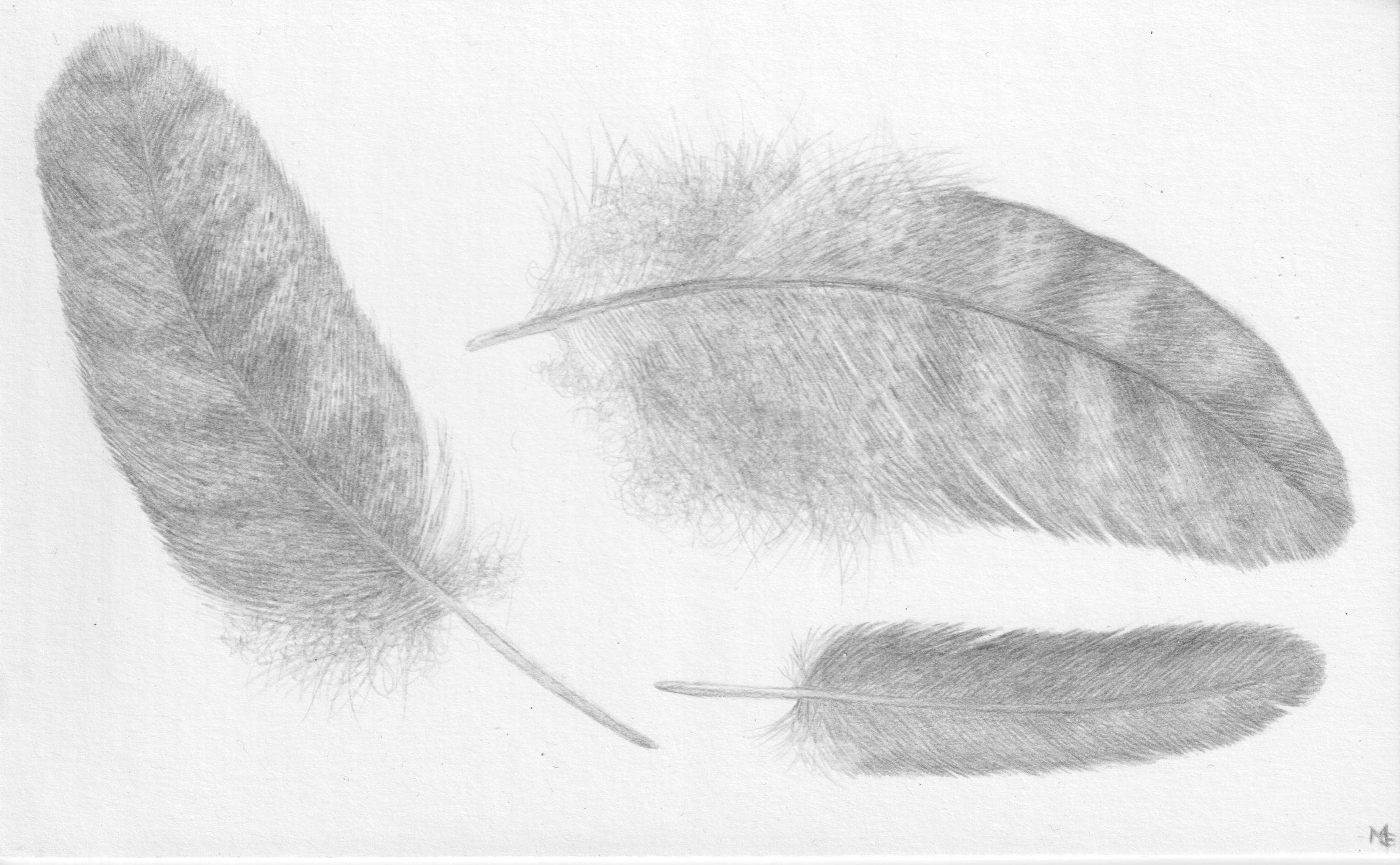 Three Feathers, Silverpoint Drawing, Bird's Feathers, Soft Gray, White