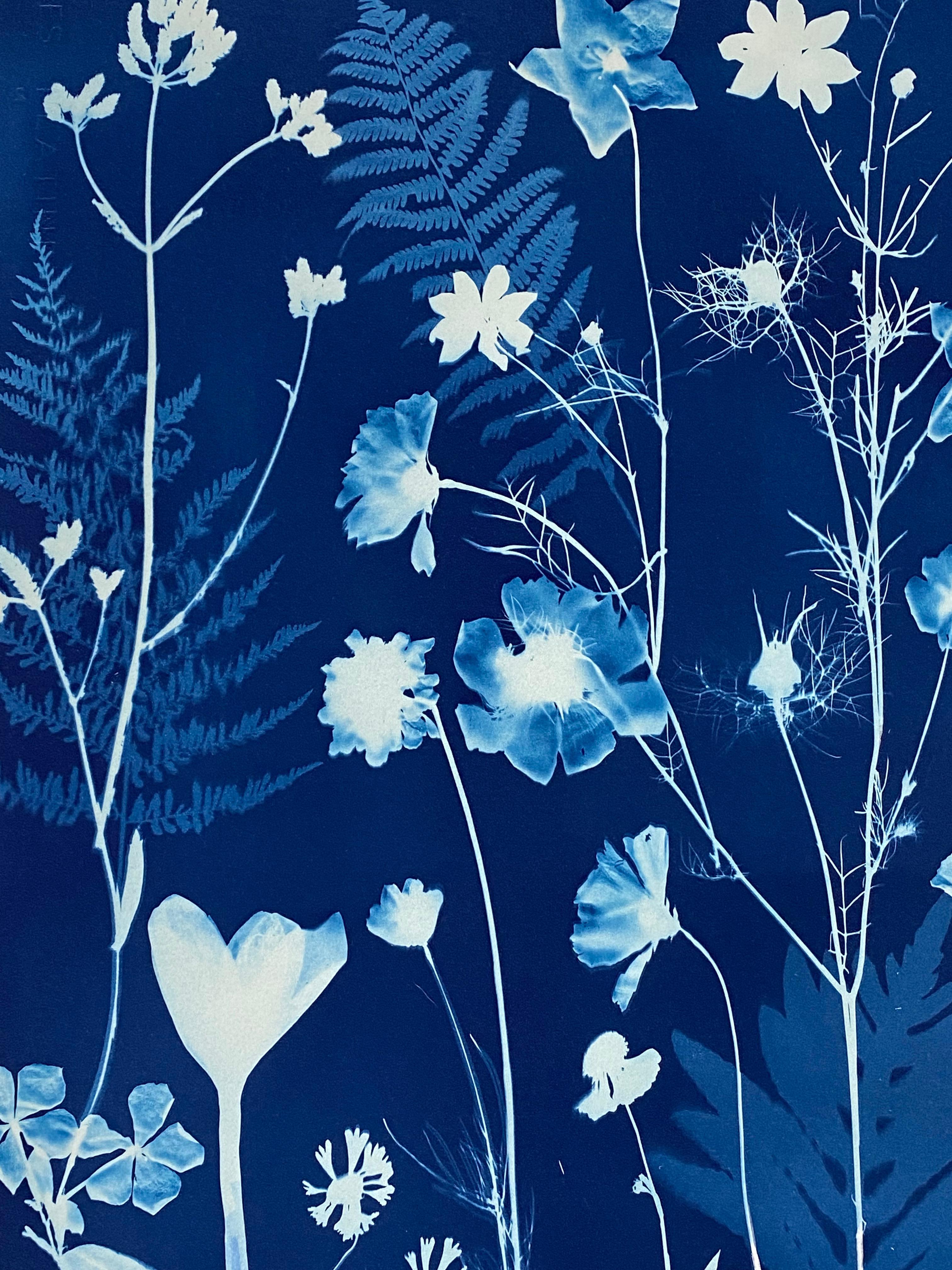 Cyanotype Painting Crocus, Star Flower, Cosmos, Ferns, Botanical Painting, Blue For Sale 4