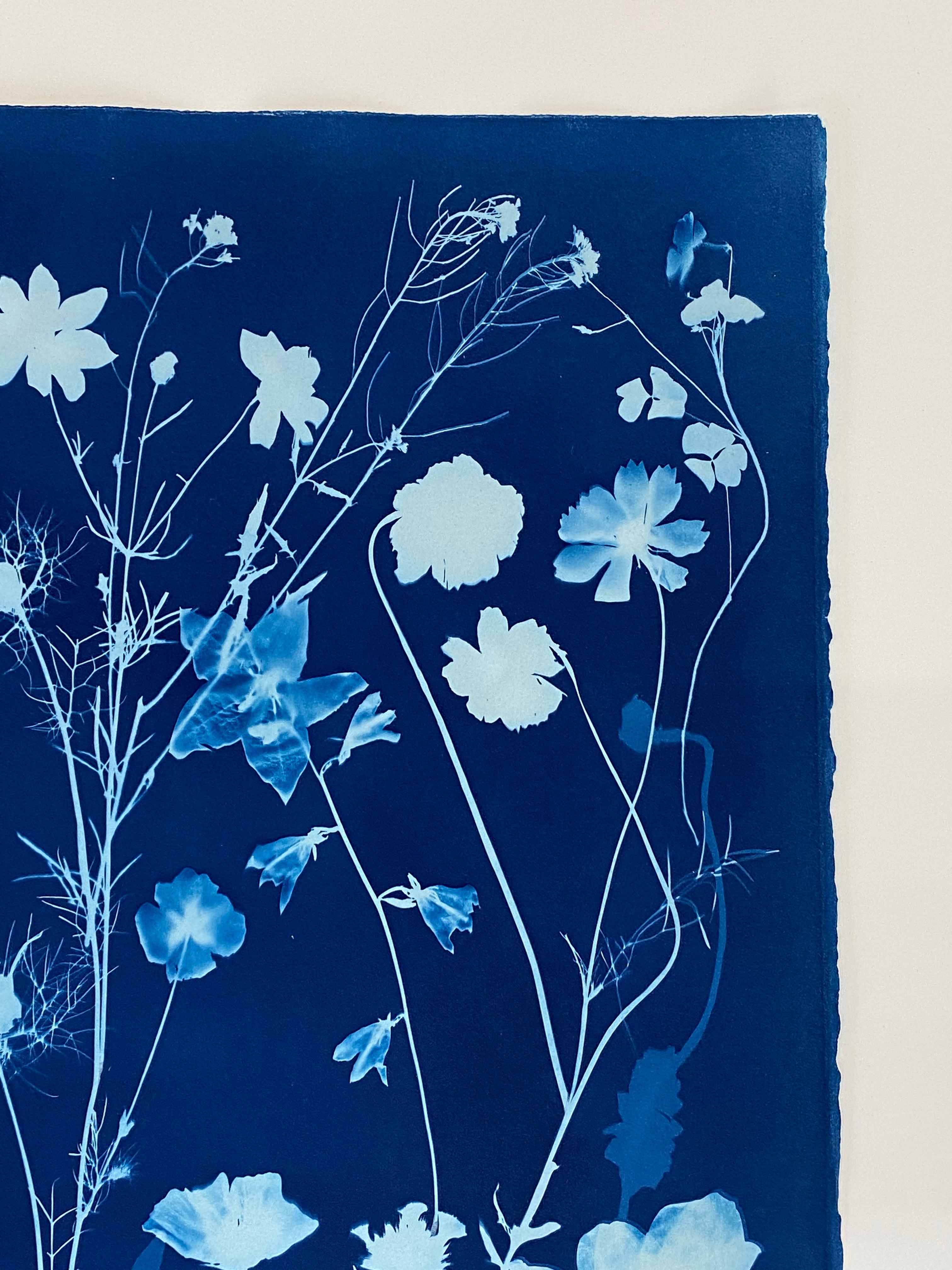 Cyanotype Painting Crocus, Star Flower, Cosmos, Ferns, Botanical Painting, Blue For Sale 7