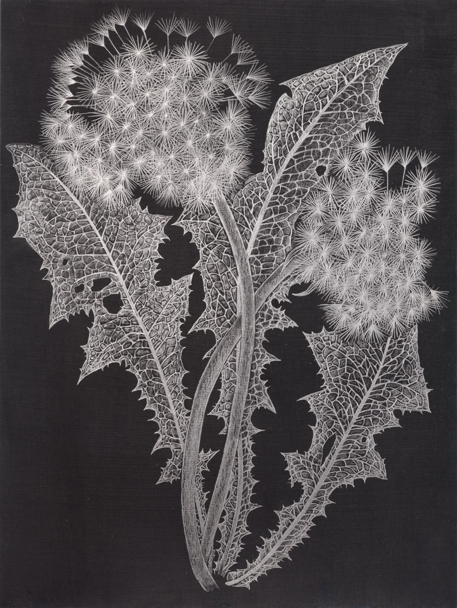 Zwei Dandelions, zwei, botanische Graphitzeichnung in Metallic-Silber, schwarz – Art von Margot Glass