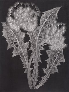 Deux Dandelions Two, dessin de graphite botanique en argent métallique, noir, plante