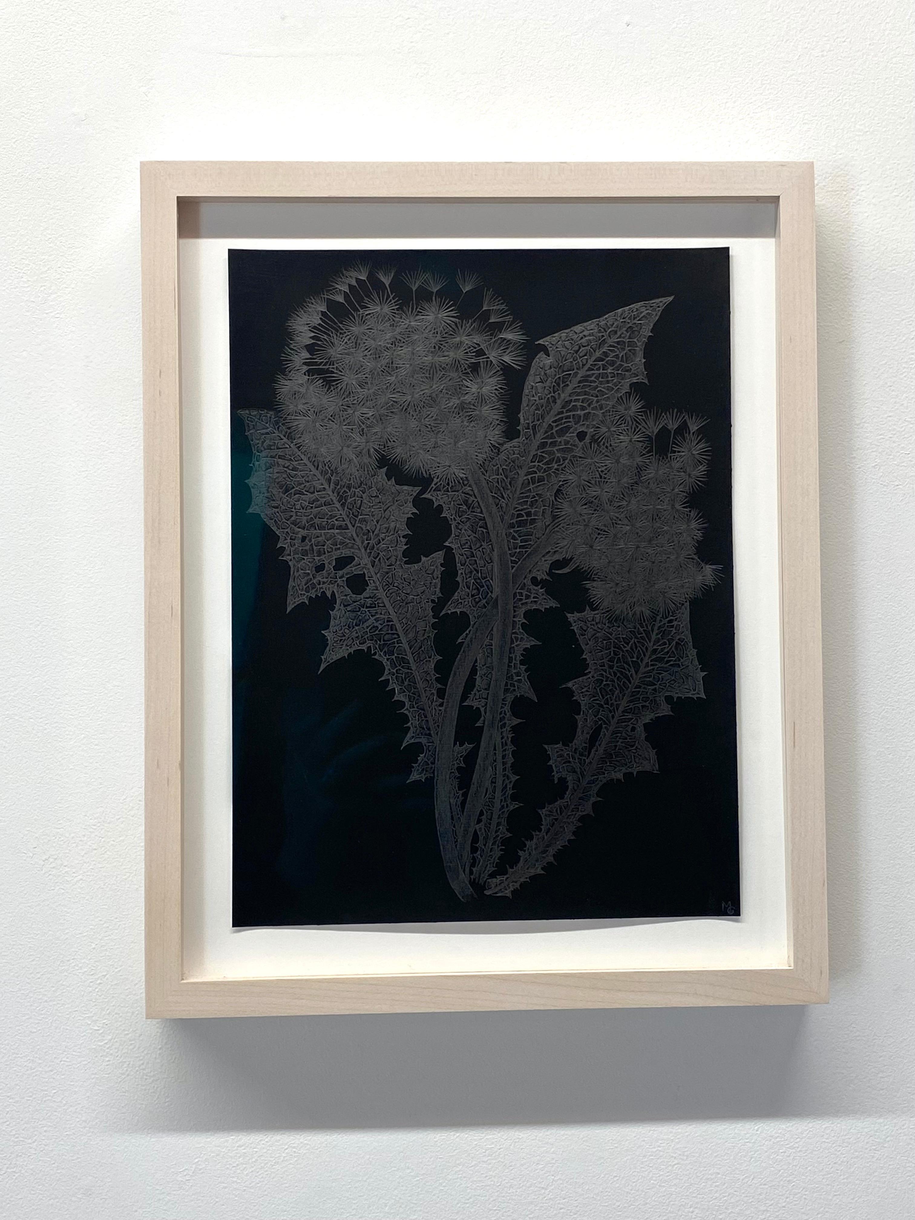 Two Dandelions Two, Metallic Silver Botanical Graphite Drawing, Black, Plant - Contemporary Art by Margot Glass