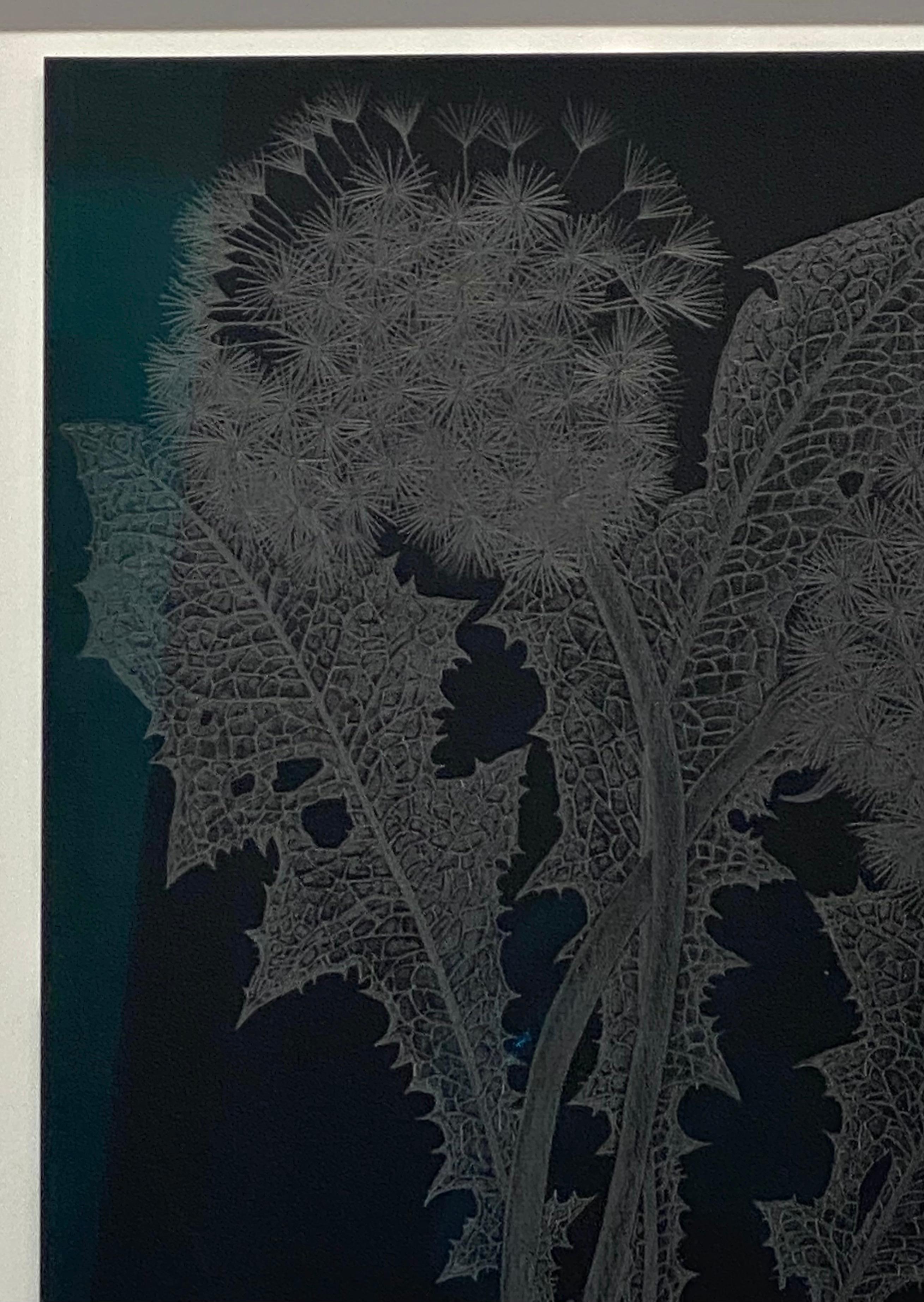 Diese zarte botanische Zeichnung in Silber wurde mit Graphit auf schwarzem Papier angefertigt. Die Erforschung der Vergänglichkeit und der Zerbrechlichkeit des Löwenzahns sowie die Textur und Bewegung der Pflanze stehen im Mittelpunkt dieser Serie