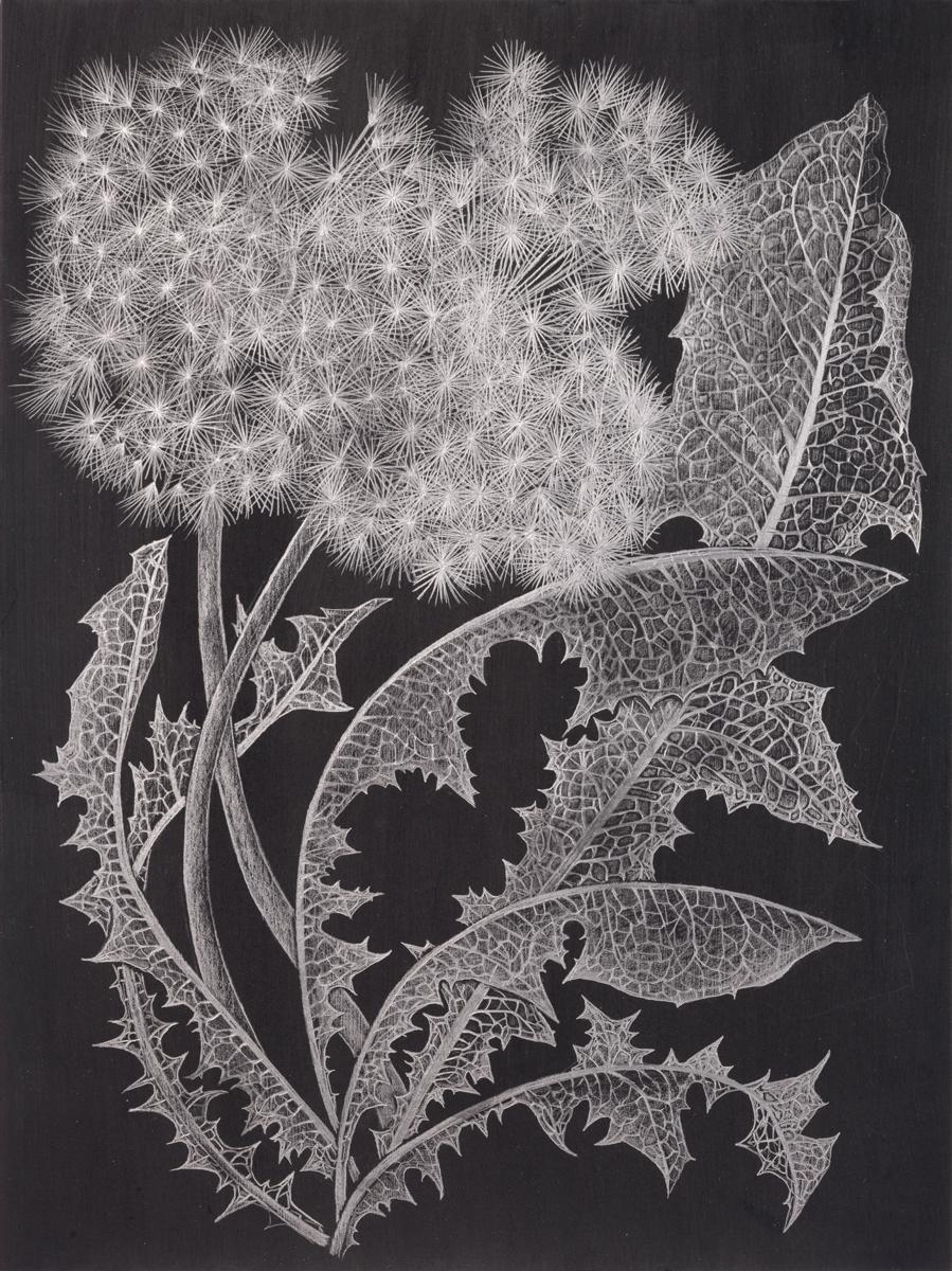 Margot Glass Landscape Art – Zwei Dandelions One, botanische Zeichnung aus Metallic-Silber, Graphit auf Schwarz, Pflanze