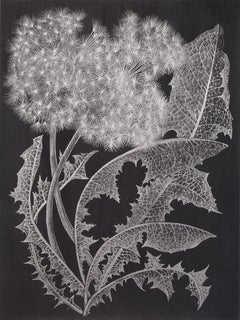 Deux Dandelions One, dessin botanique en argent métallique, graphite sur noir, plante