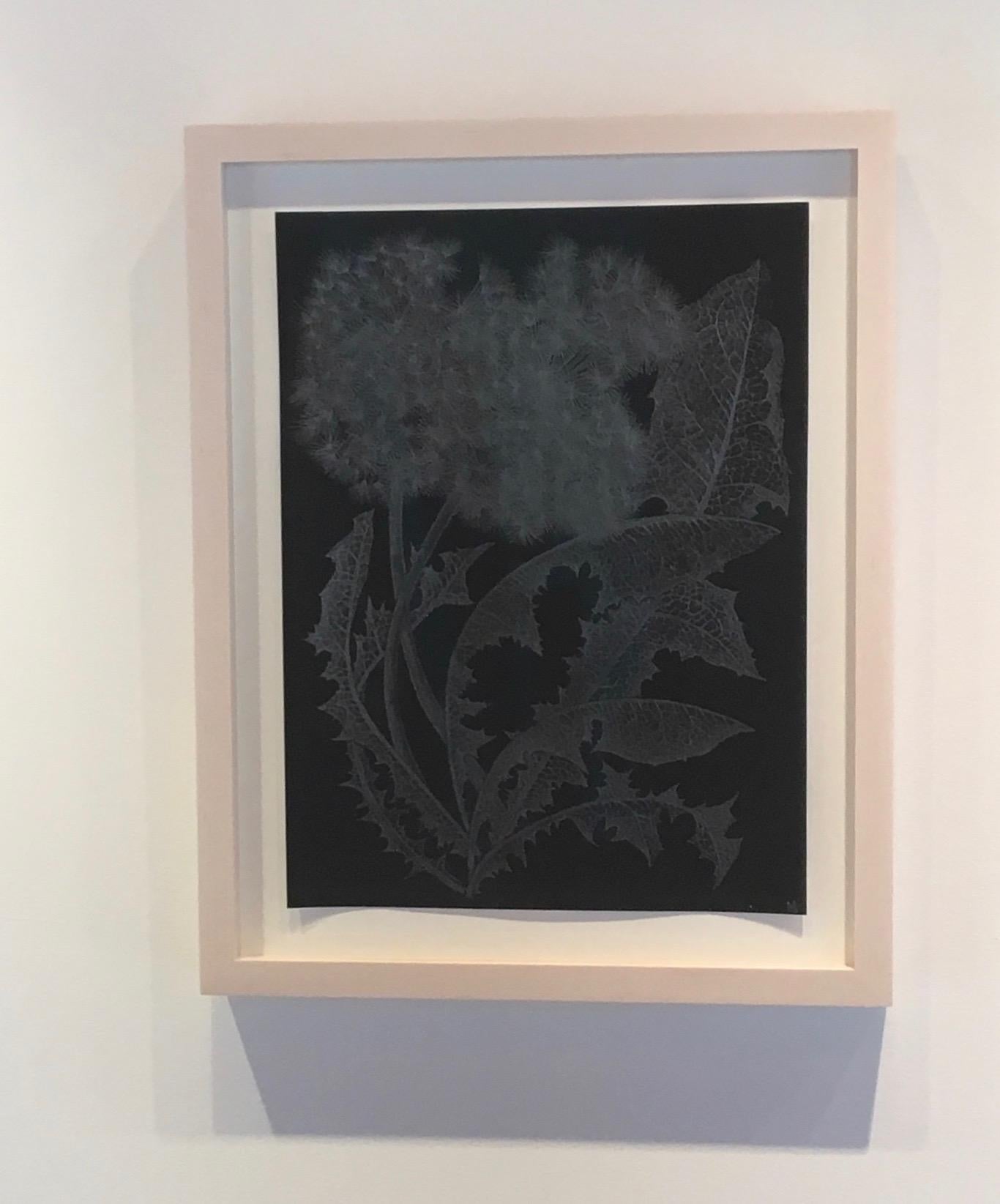 Two Dandelions One, Metallic Silver Botanical Drawing, Graphite on Black, Plant - Art by Margot Glass