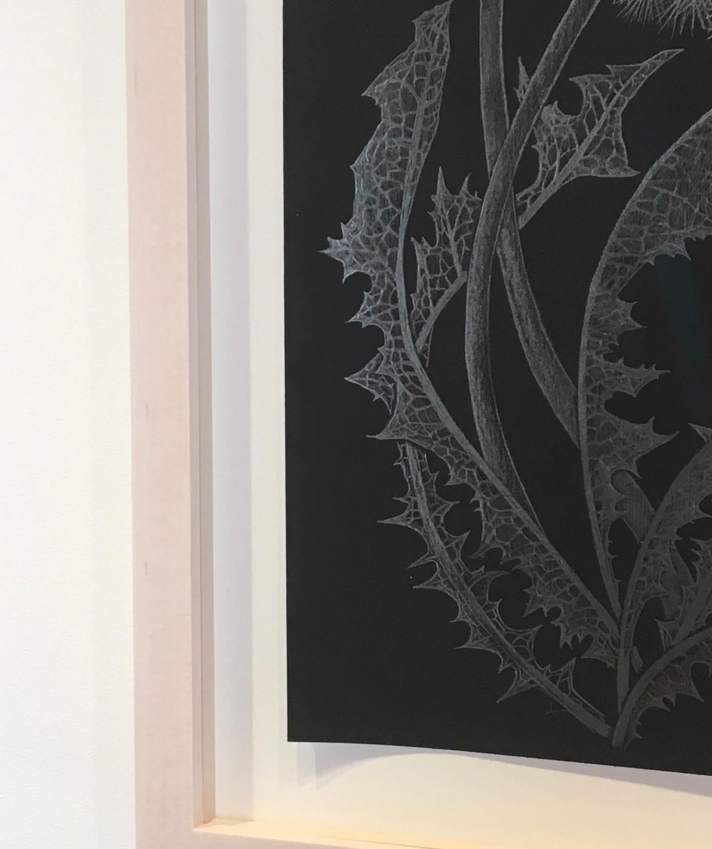 Zwei Dandelions One, botanische Zeichnung aus Metallic-Silber, Graphit auf Schwarz, Pflanze (Zeitgenössisch), Art, von Margot Glass