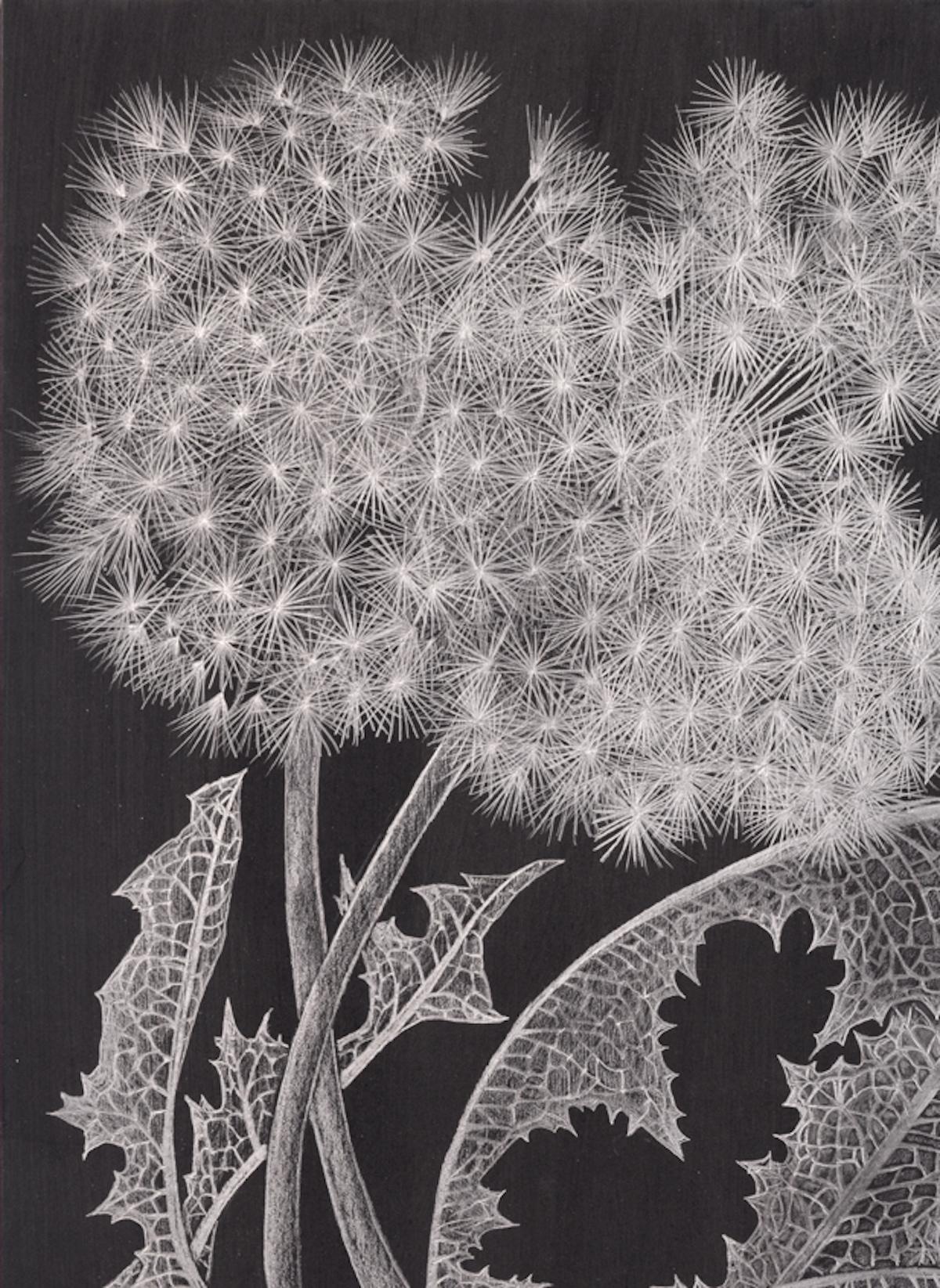 This delicate silver botanical drawing is made with graphite on painted black paper. The exploration of ephemerality, and the fragility of dandelions, their texture and movement, are the focus of this series by Margot Glass. The exquisite beauty of