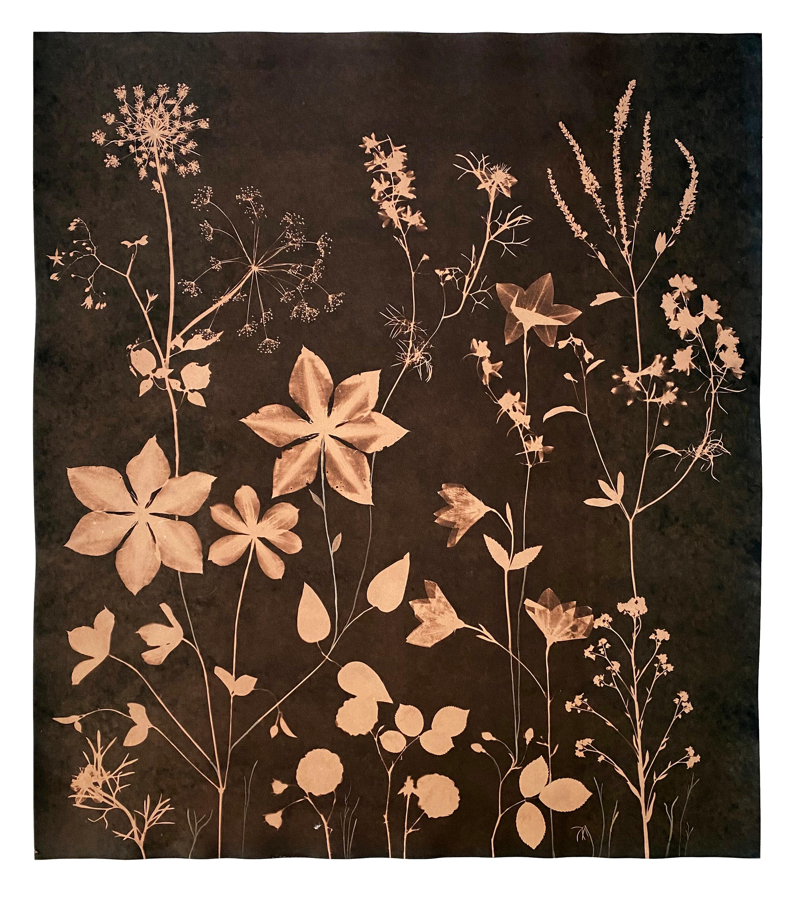 Cyanotype Painting Tea Toned Clematis, Queen Annes Lace Siena Botanical Painting - Art by Julia Whitney Barnes