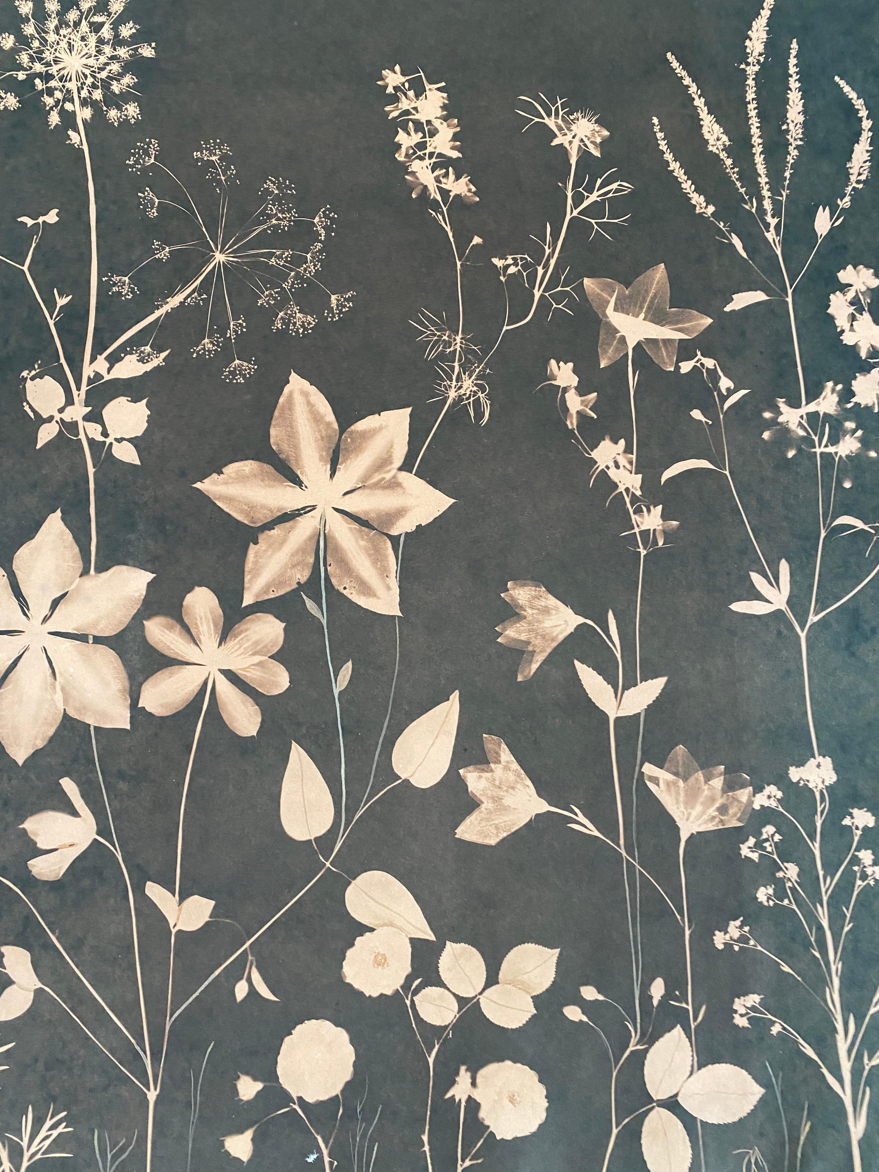 Meticulously detailed flowers, including clematis, Queen Anne's lace, and forget me nots are depicted in a luminous shade of pale sienna brown against a dark background in this watercolor, gouache, and tea toned cyanotype on hot press watercolor
