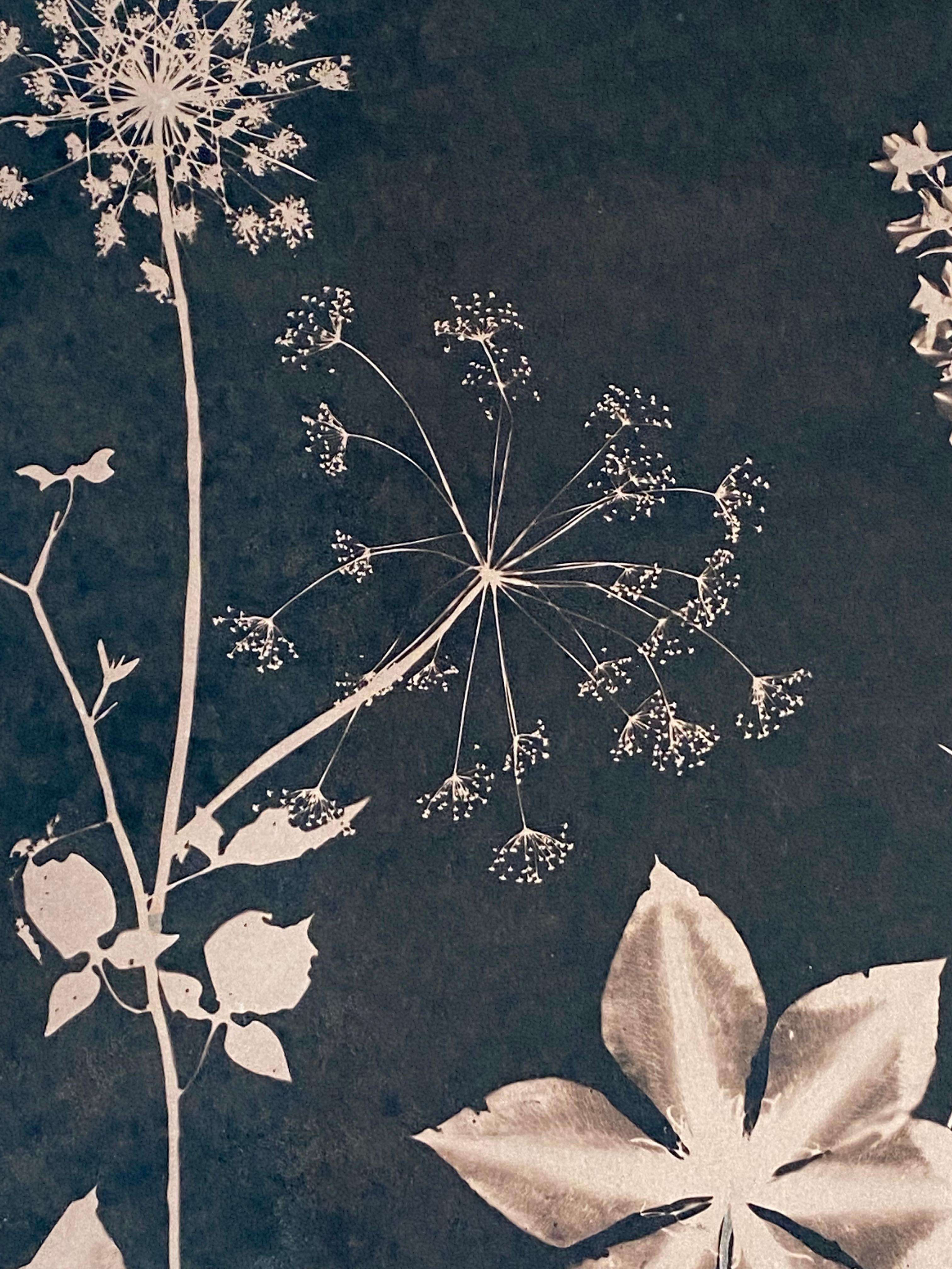Cyanotype Painting Tea Toned Clematis, Queen Annes Lace Siena Botanical Painting For Sale 3