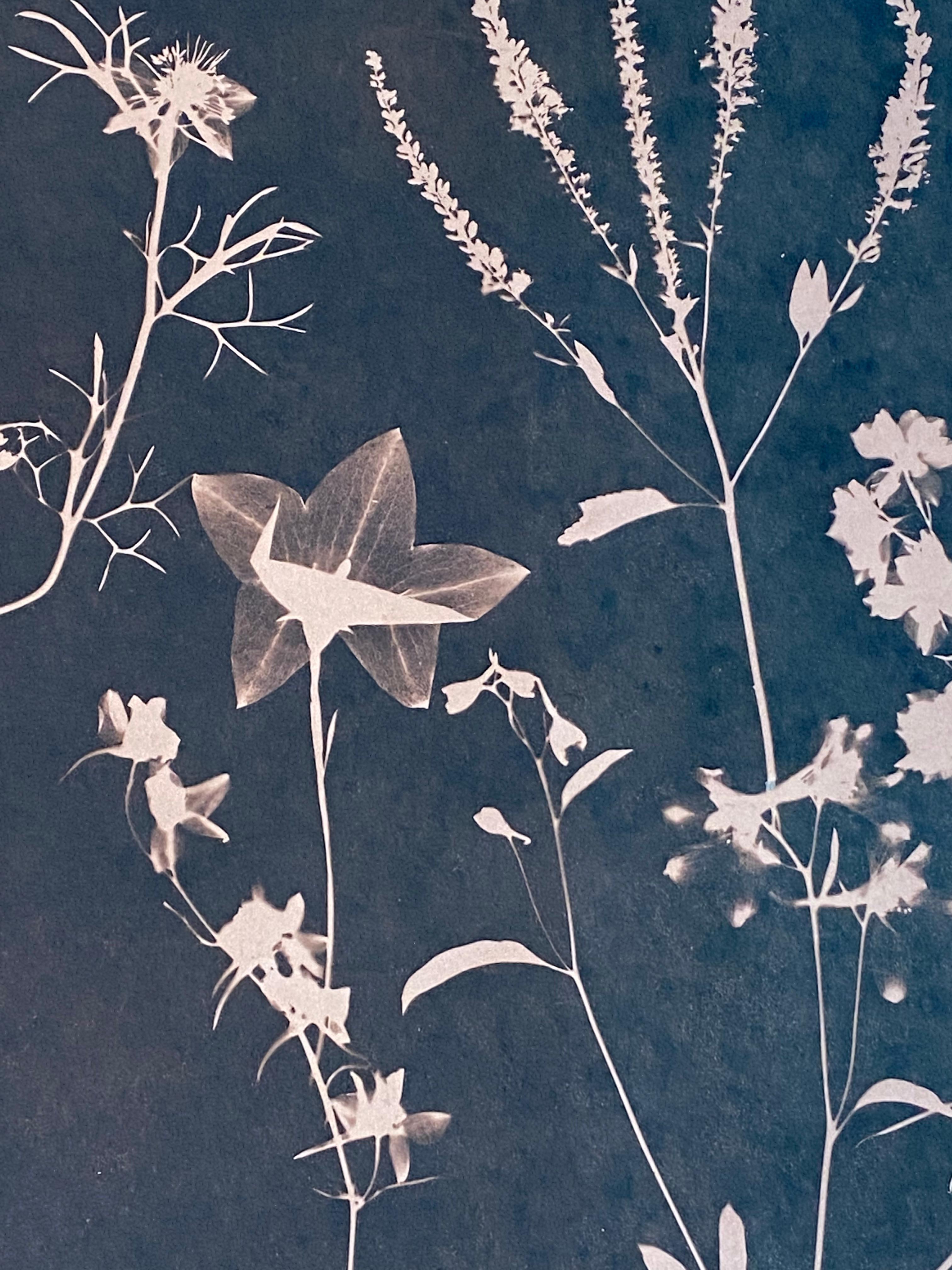 Cyanotype Painting Tea Toned Clematis, Queen Annes Lace Siena Botanical Painting For Sale 4