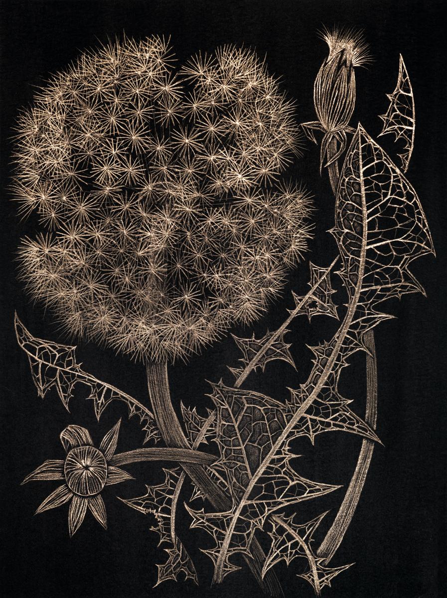 Margot Glass Landscape Art – Dandelion mit zwei Knospen, botanische Zeichnung in Metallic-Gold, schwarzes Papier