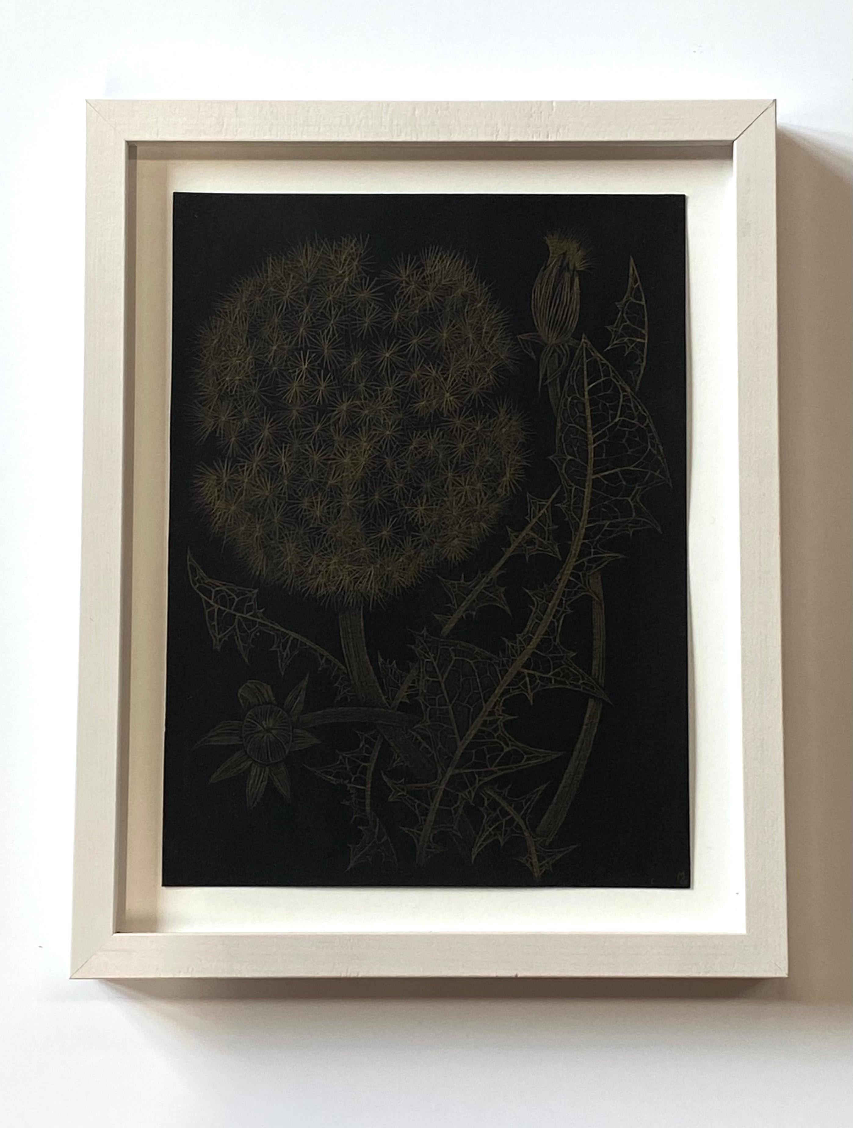 Dandelion mit zwei Knospen, botanische Zeichnung in Metallic-Gold, schwarzes Papier – Art von Margot Glass