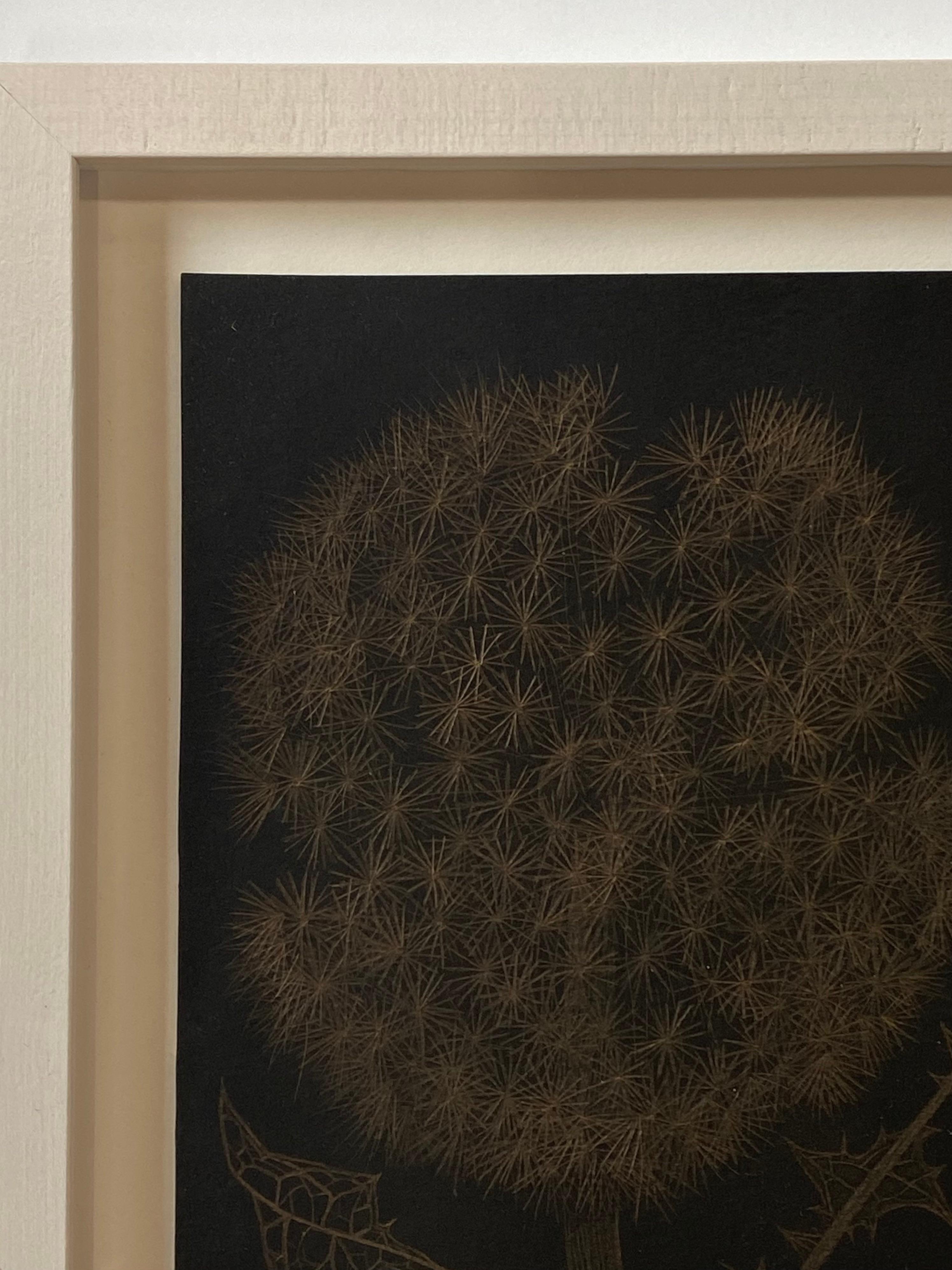 Dandelion with Two Buds, Metallic Gold Botanical Drawing, Black Paper - Contemporary Art by Margot Glass
