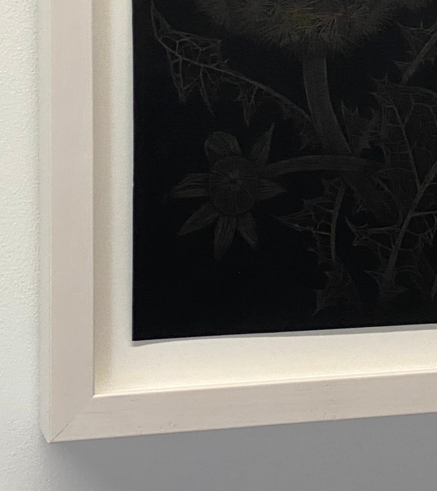 This delicate botanical drawing is made with 14 karat gold on painted black paper. The exploration of ephemerality, and the fragility of a dandelion gone to seed, its leaves and buds are the focus of this series by Margot Glass. The exquisite beauty