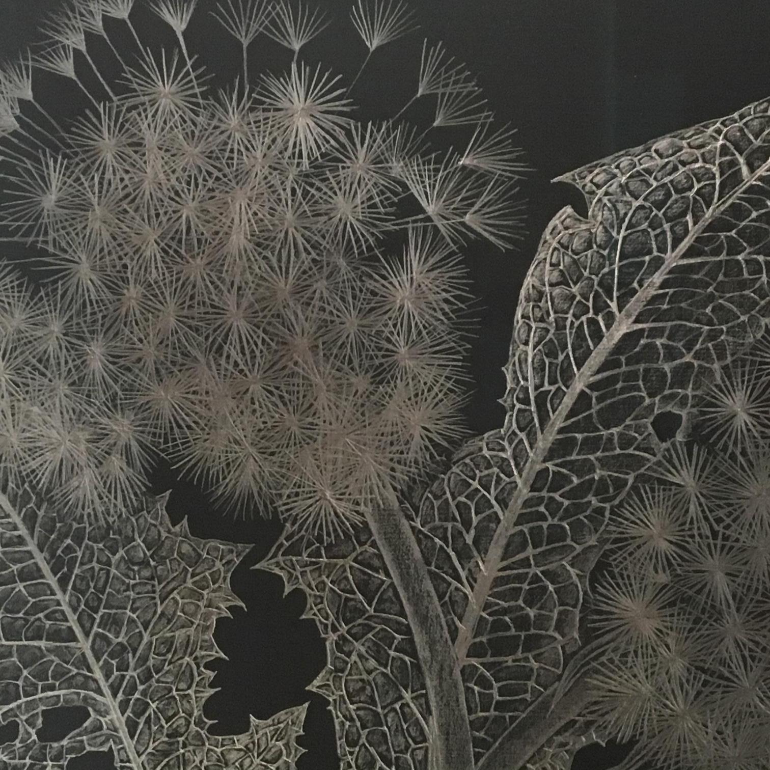 Two Dandelions Two, Metallic Silver Botanical Graphite Drawing, Black, Plant 3