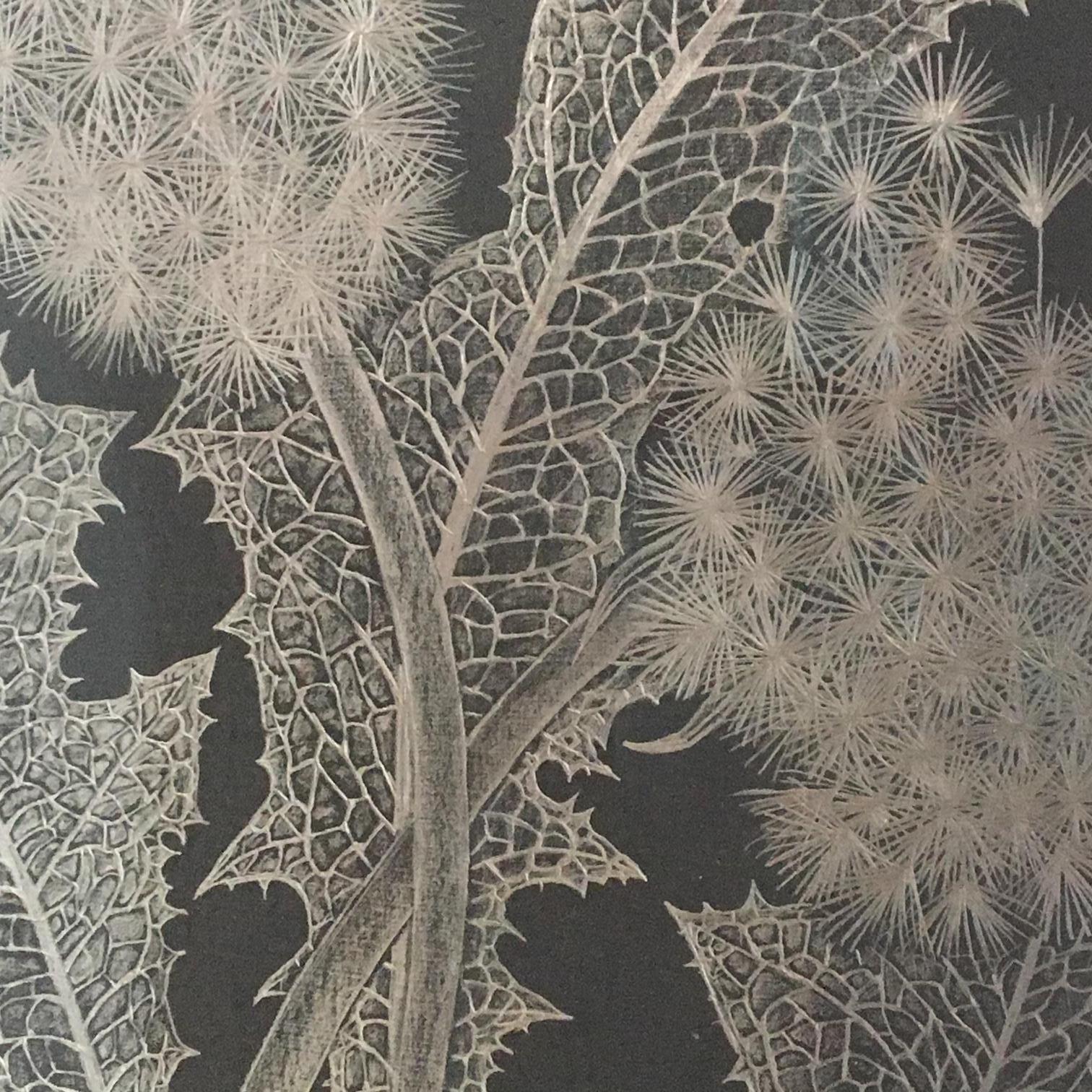 Two Dandelions Two, Metallic Silver Botanical Graphite Drawing, Black, Plant 4